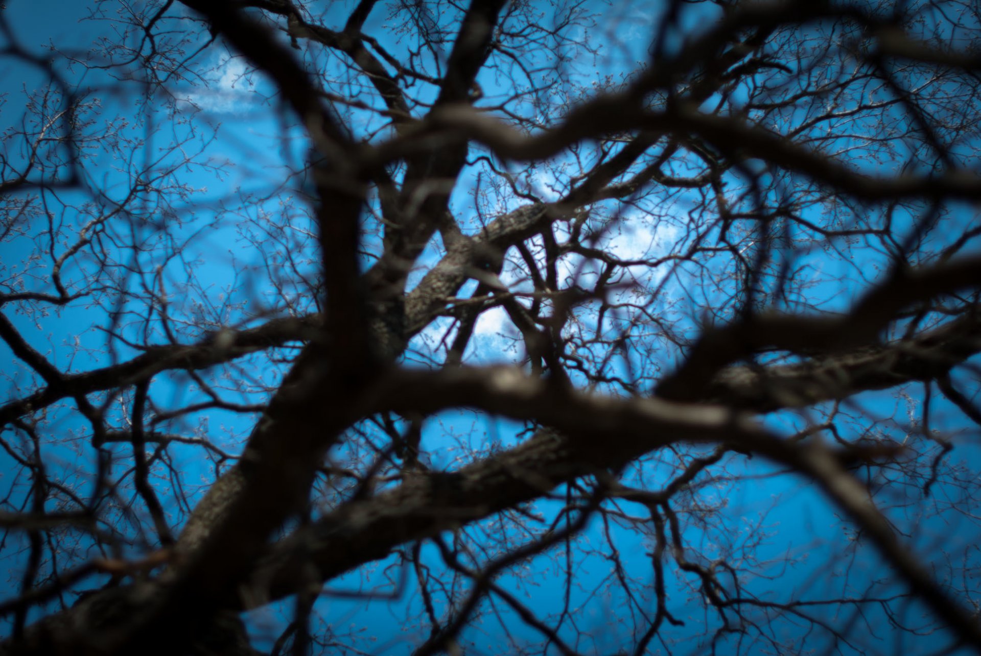 albero cielo luce rami profondità ragnatela primavera carta da parati rami web primavera natura