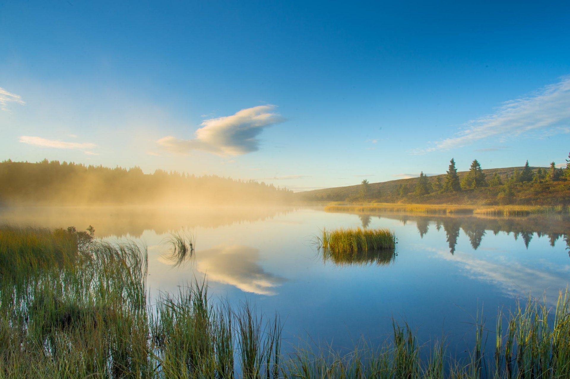 forest lake reflection nature haze morning tree