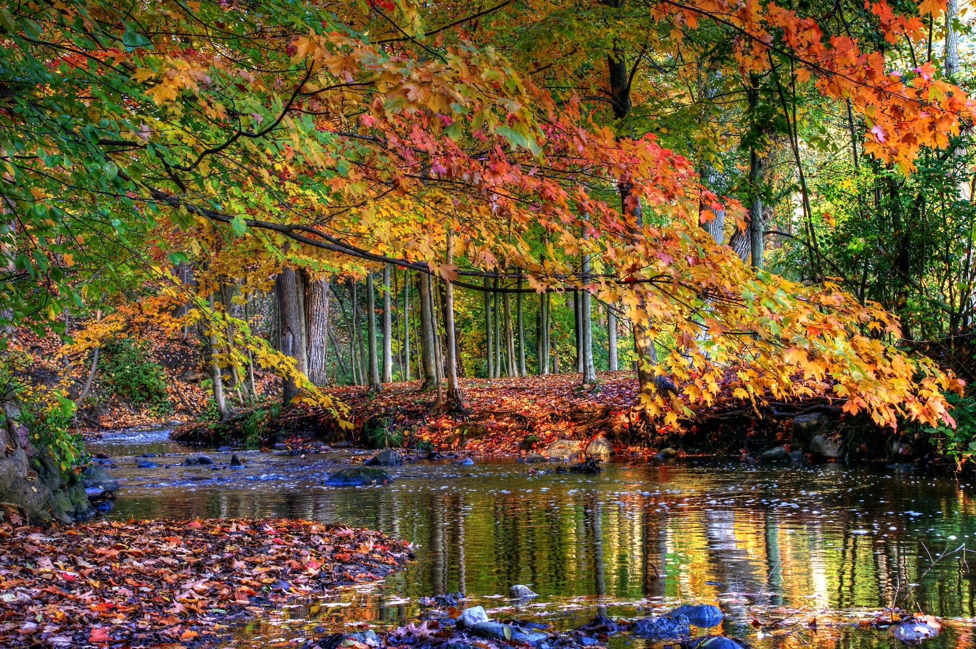 forest tree creek stones water autumn leaves yellow