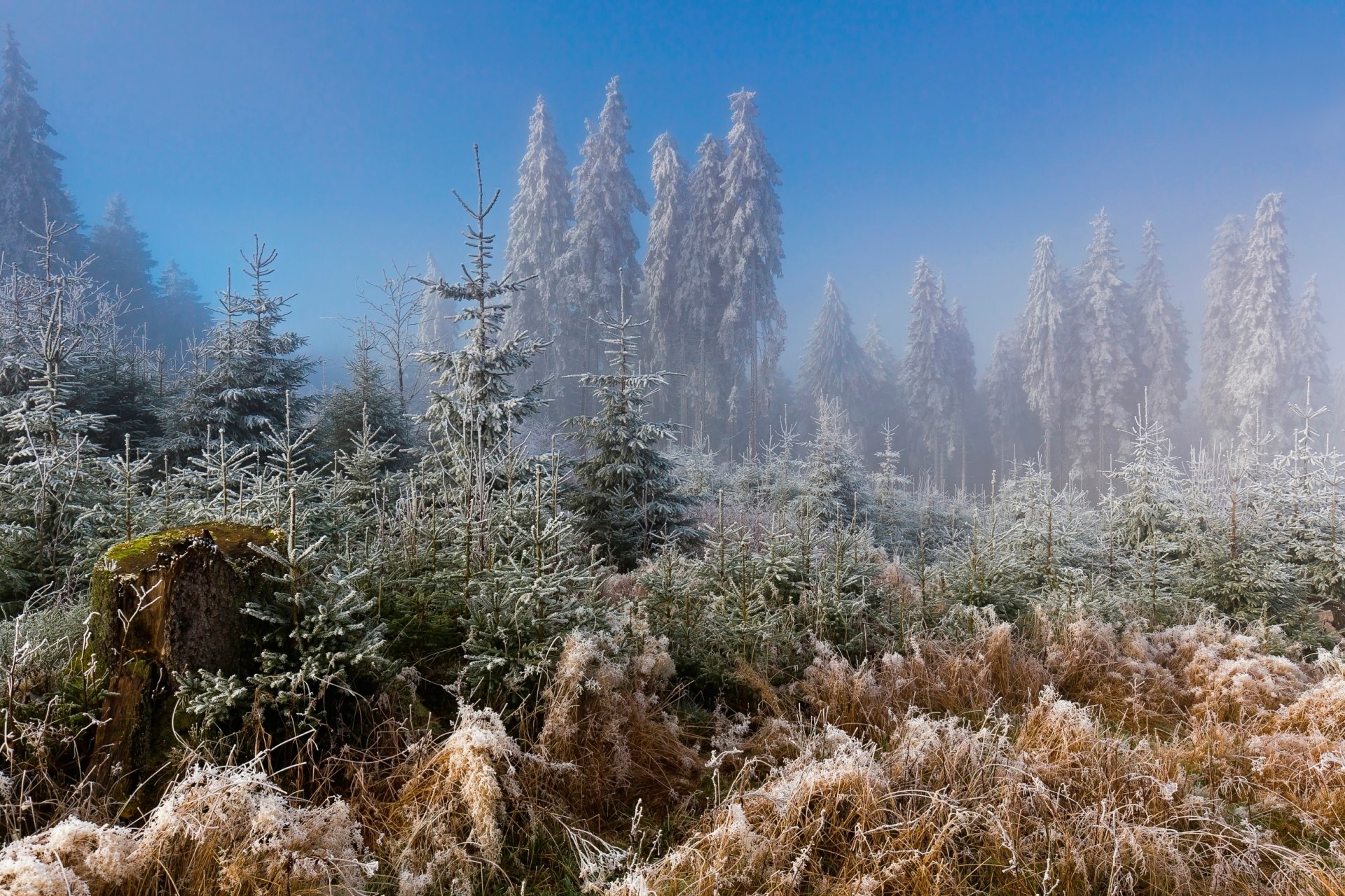 frost frost wald