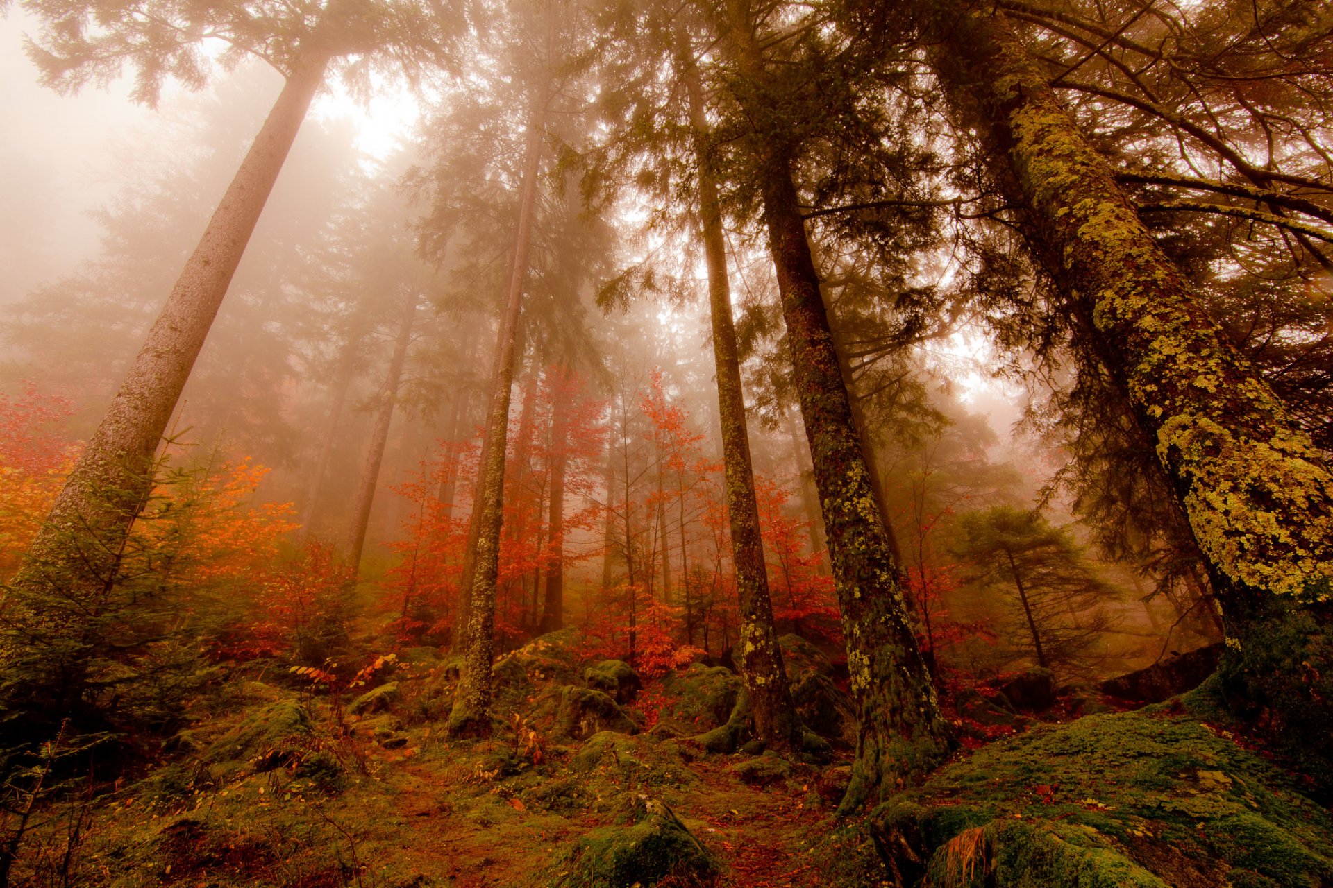 forêt automne brouillard pins