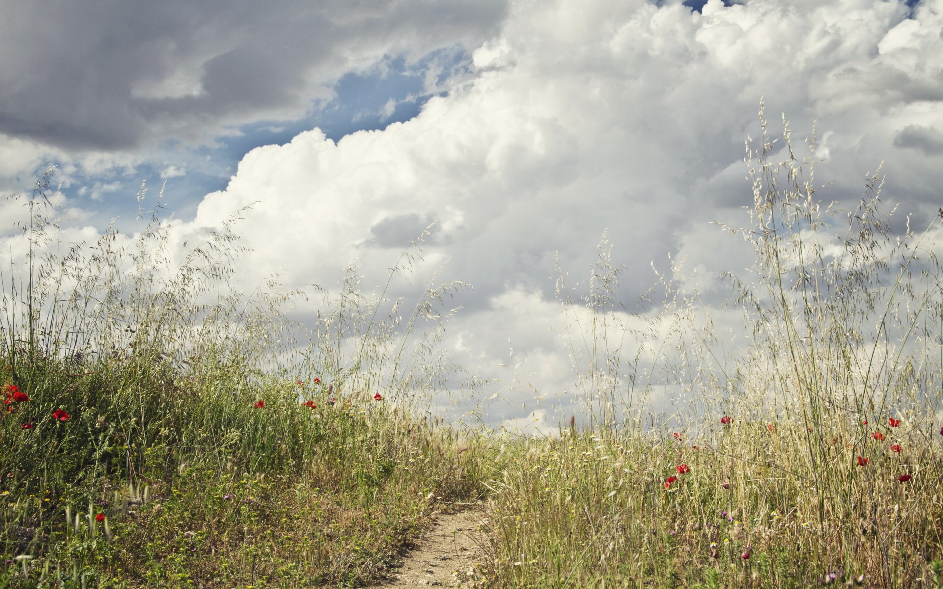 champ herbe fleurs chemin ciel nuages