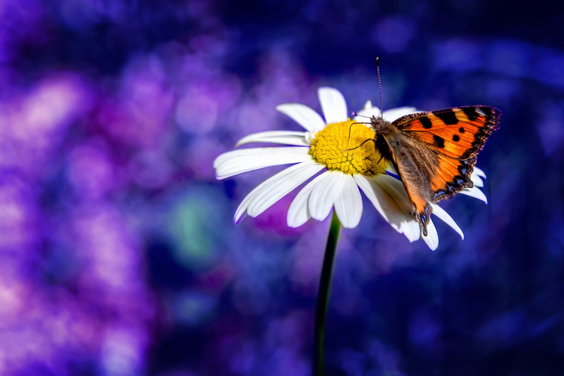 papillon marguerite flou bokeh