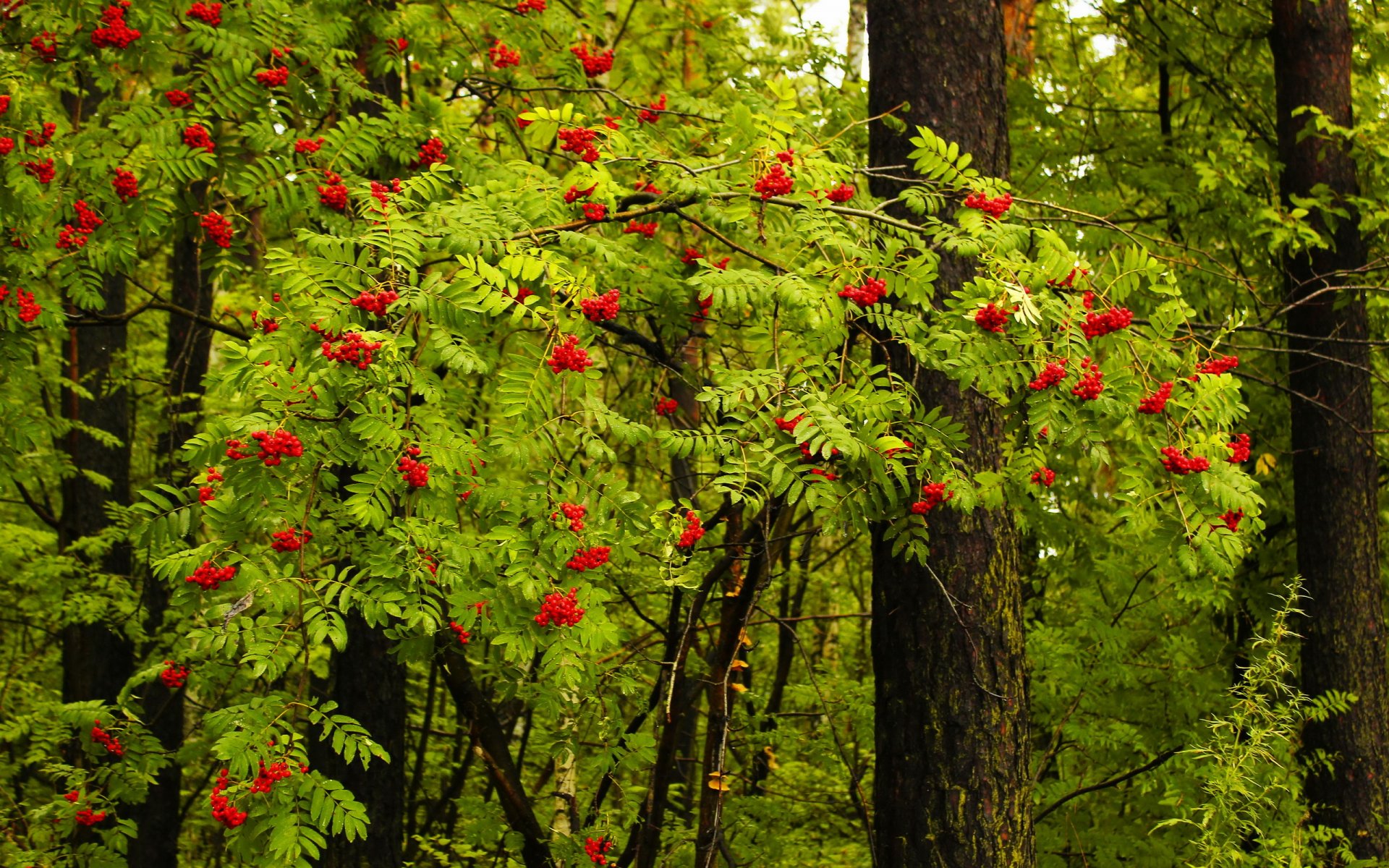 bosque paisaje naturaleza