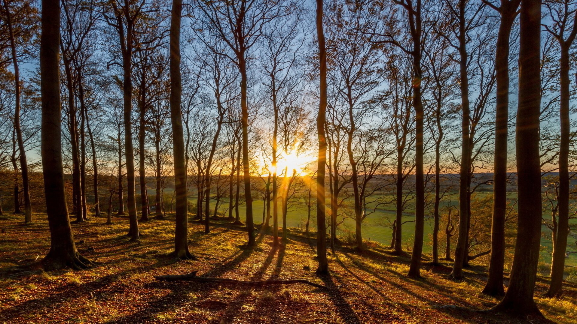 nature forêt arbres soleil