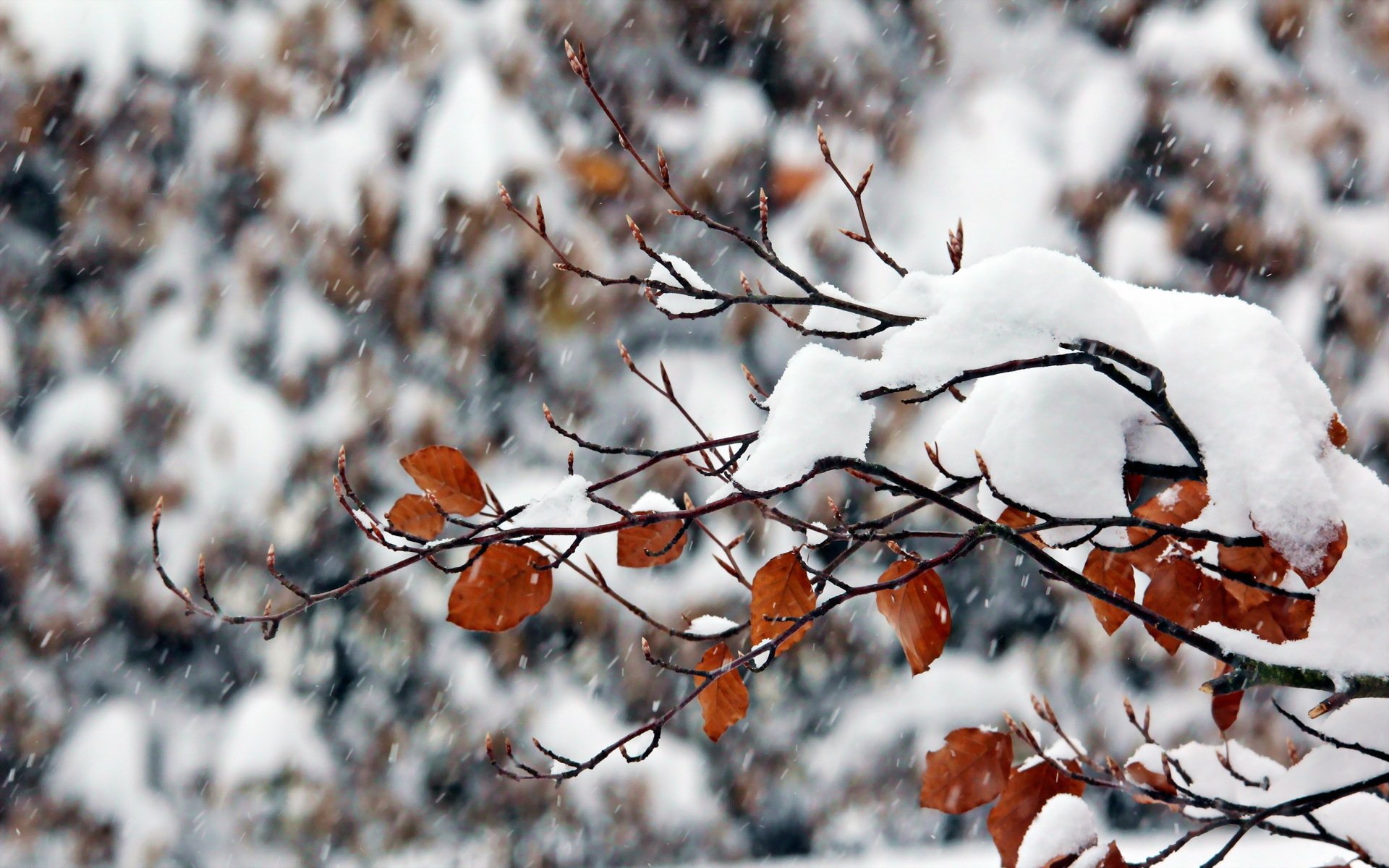 branche hiver neige nature