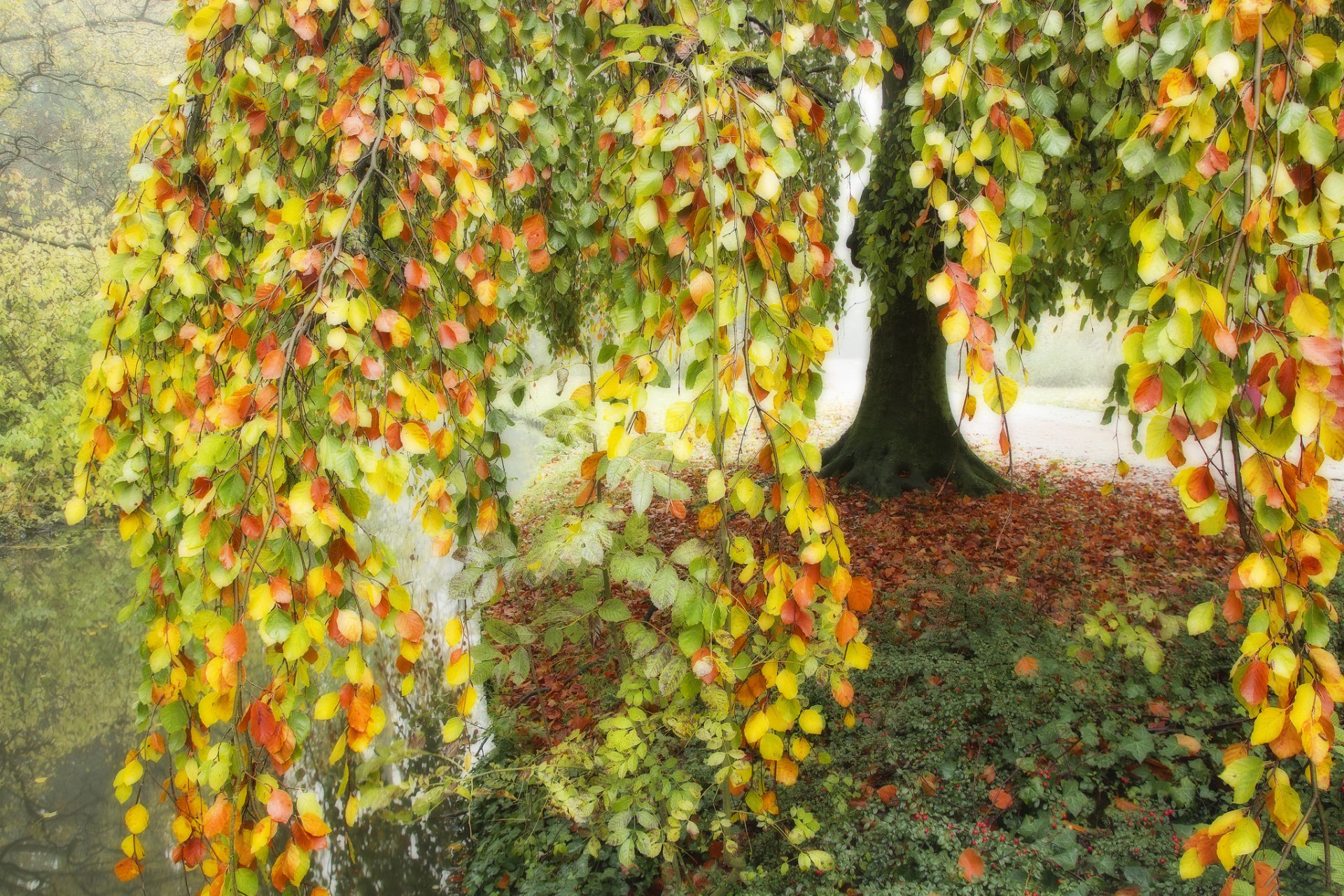 stagno lago albero rami foglie multicolore autunno