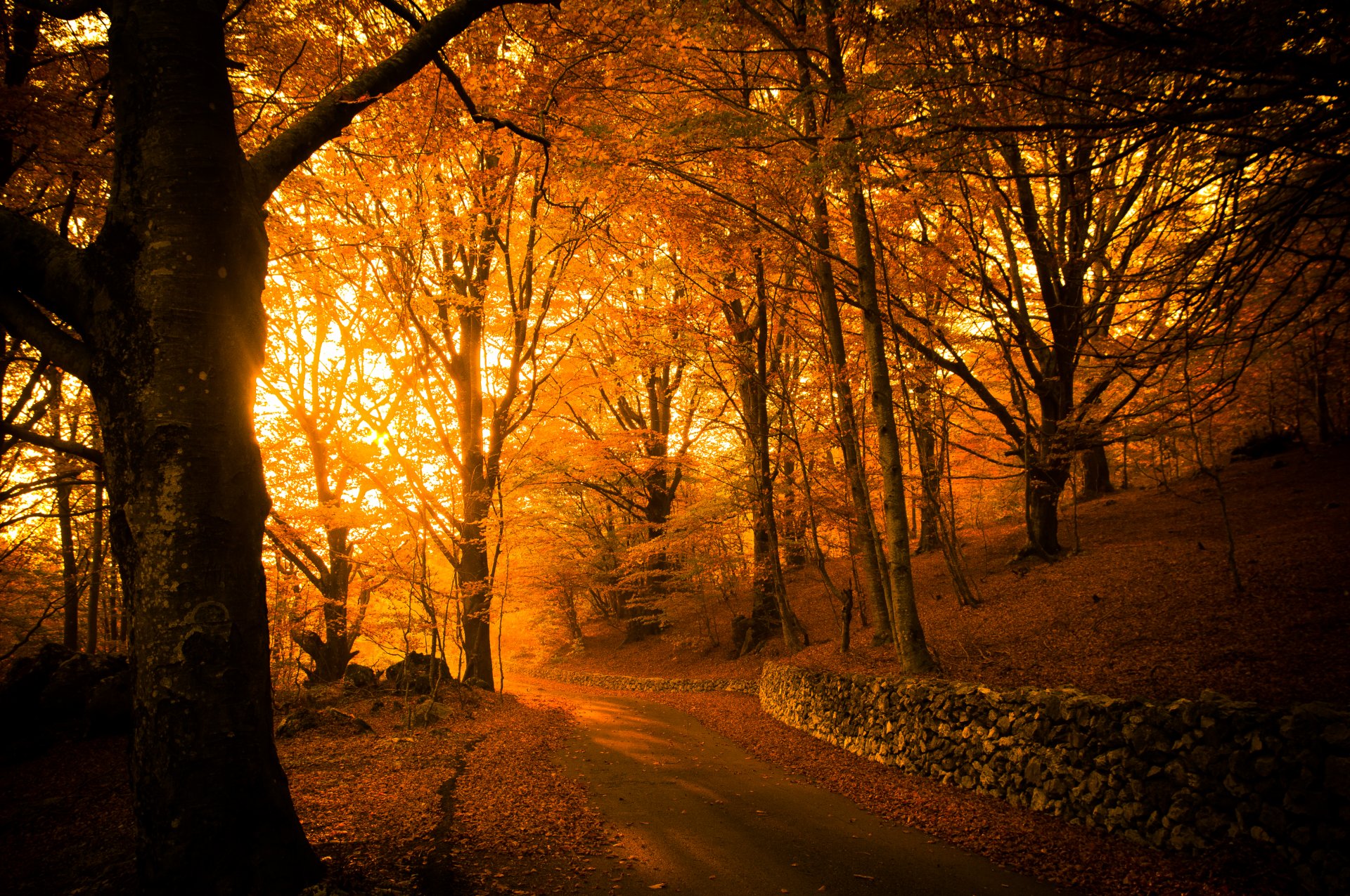 autumn park tree foliage light road