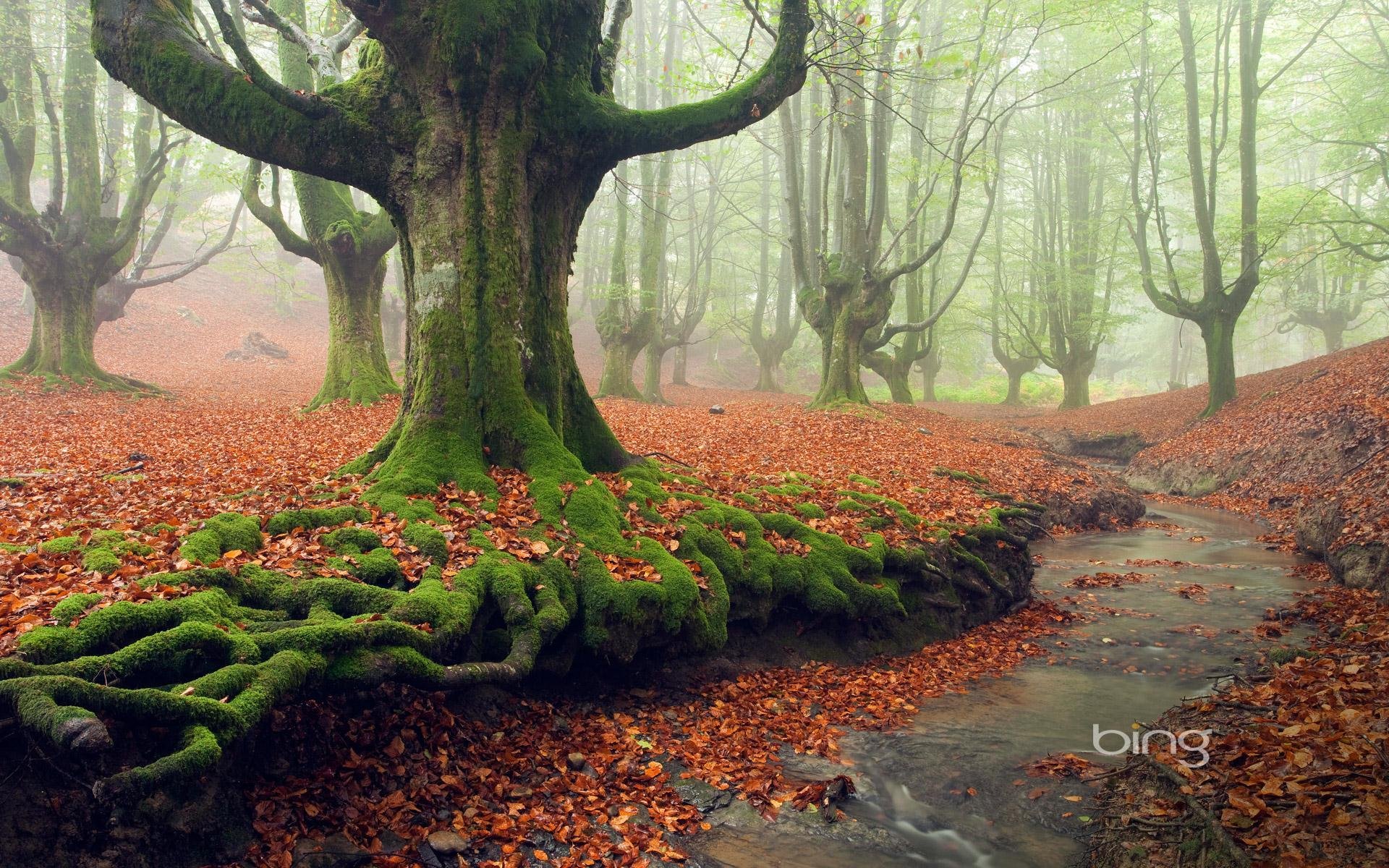 nebbia alberi parco foresta muschio ruscello foglie autunno