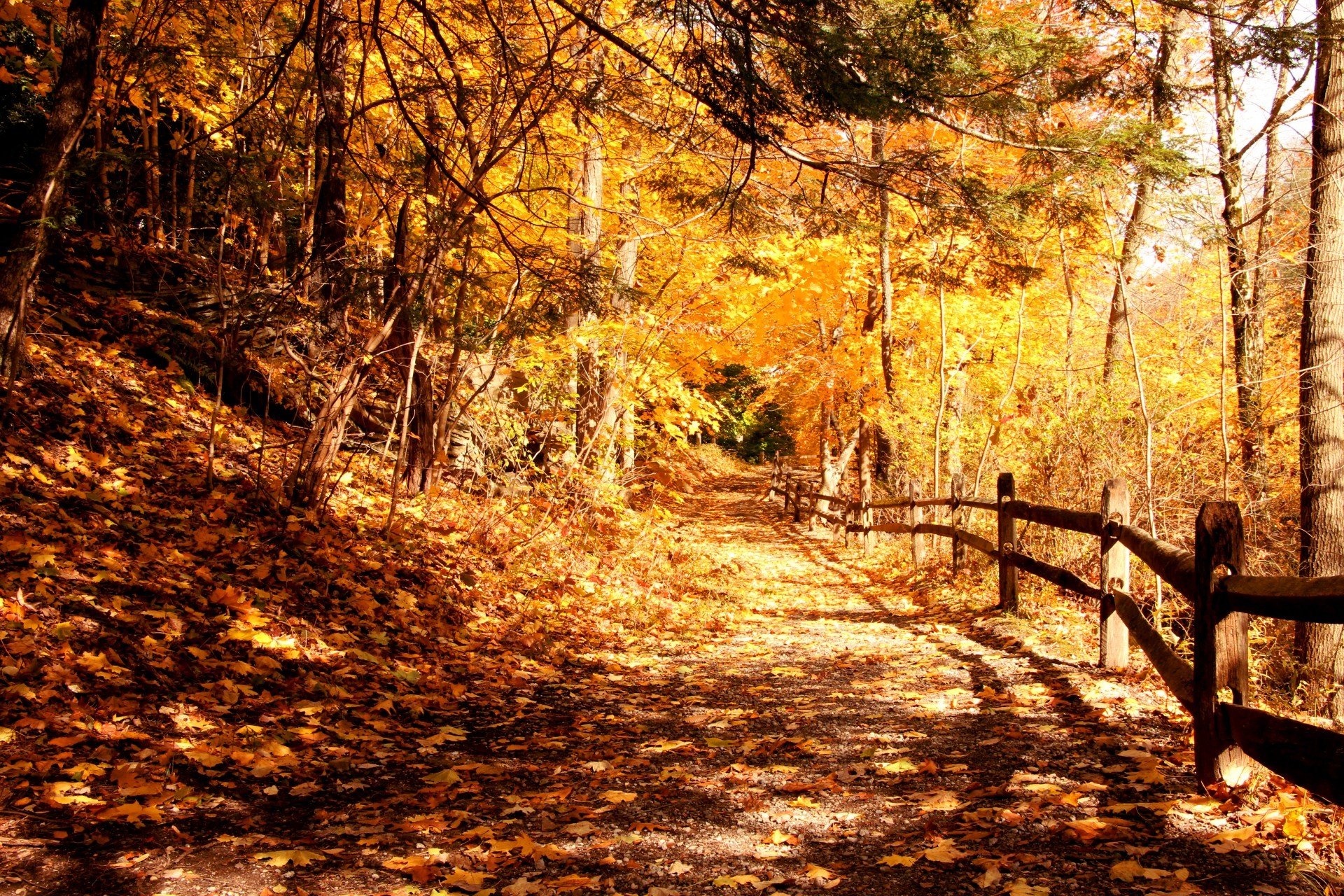 herbst park bäume laub zaun licht