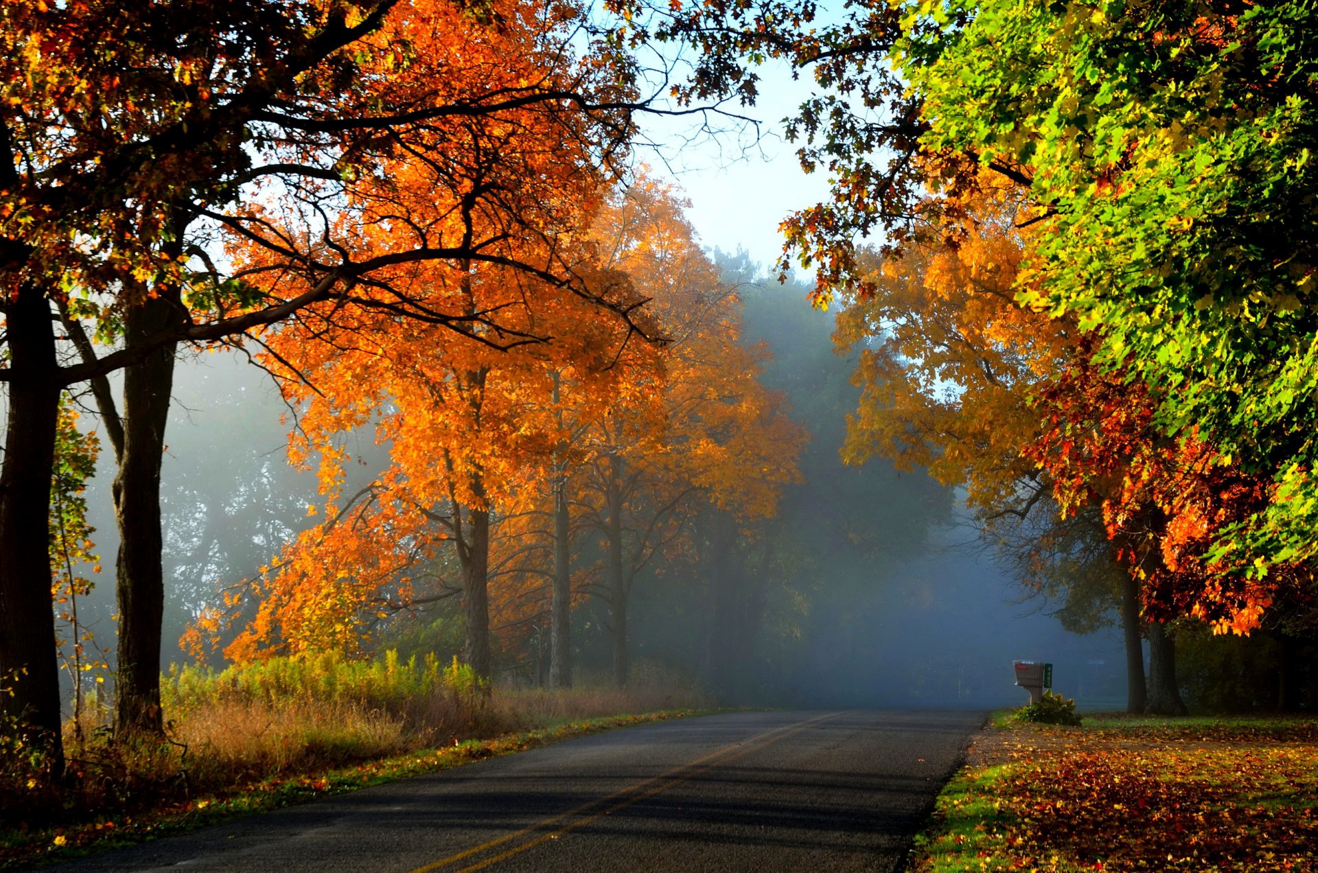 automne forêt.arbres route feuilles jaune brouillard