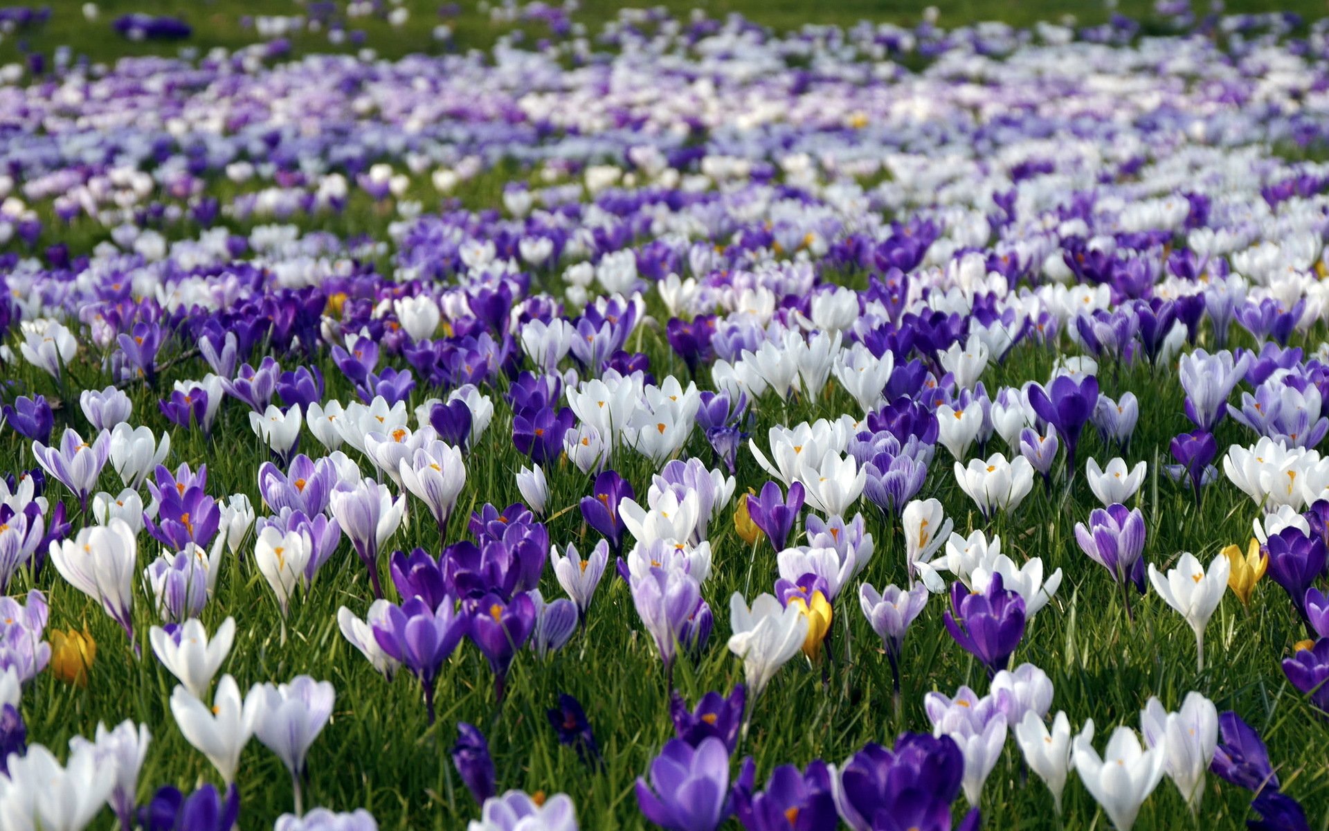 flores naturaleza primavera azafrán