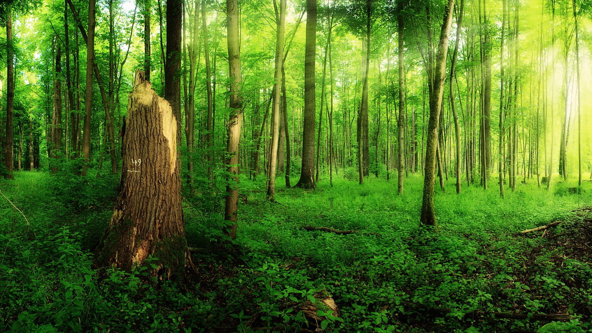 forêt été nature