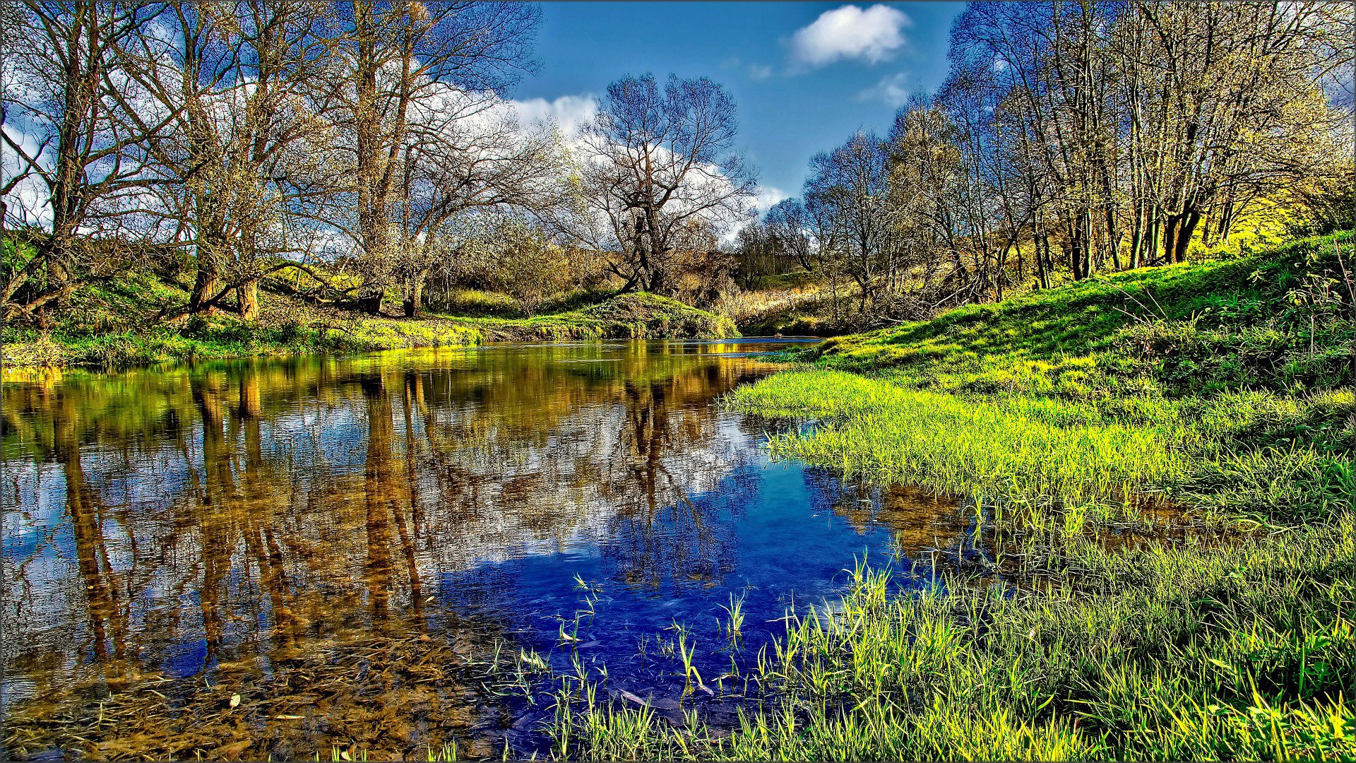 forest tree river channel water reflection gra