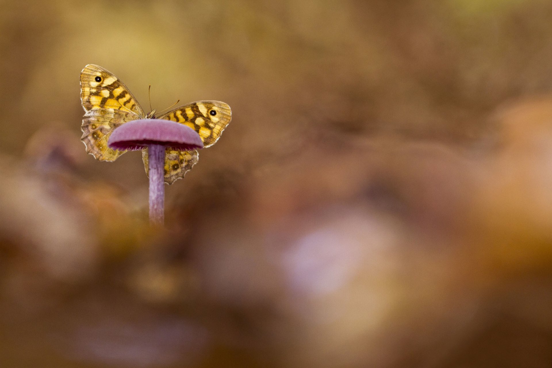 champignon papillon fond flou