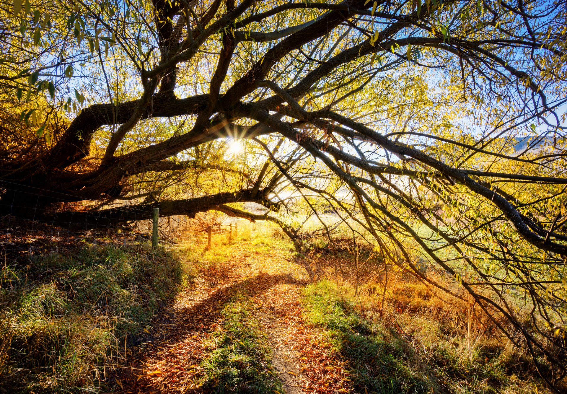 arbre branches route soleil rayons