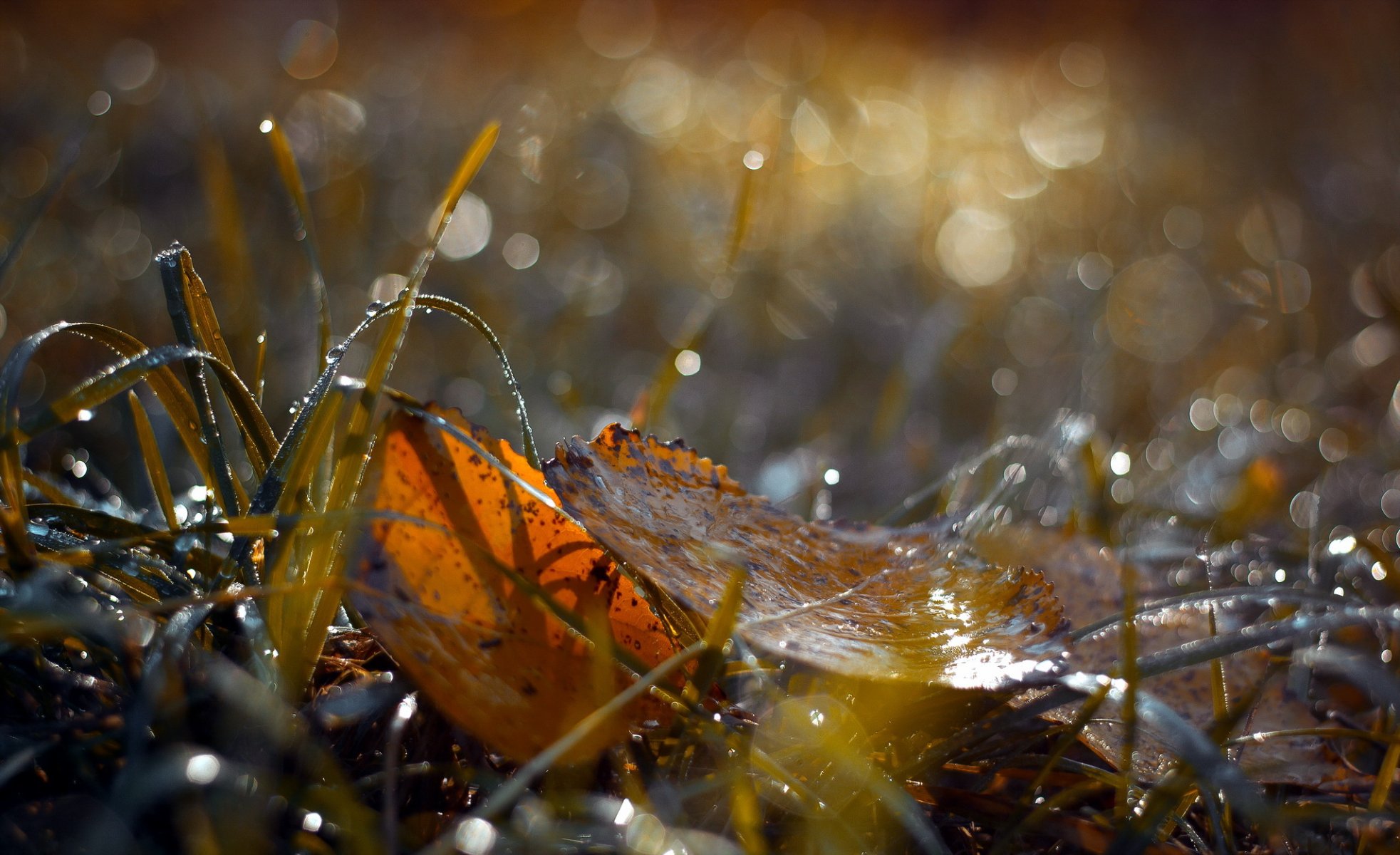 blätter natur herbst