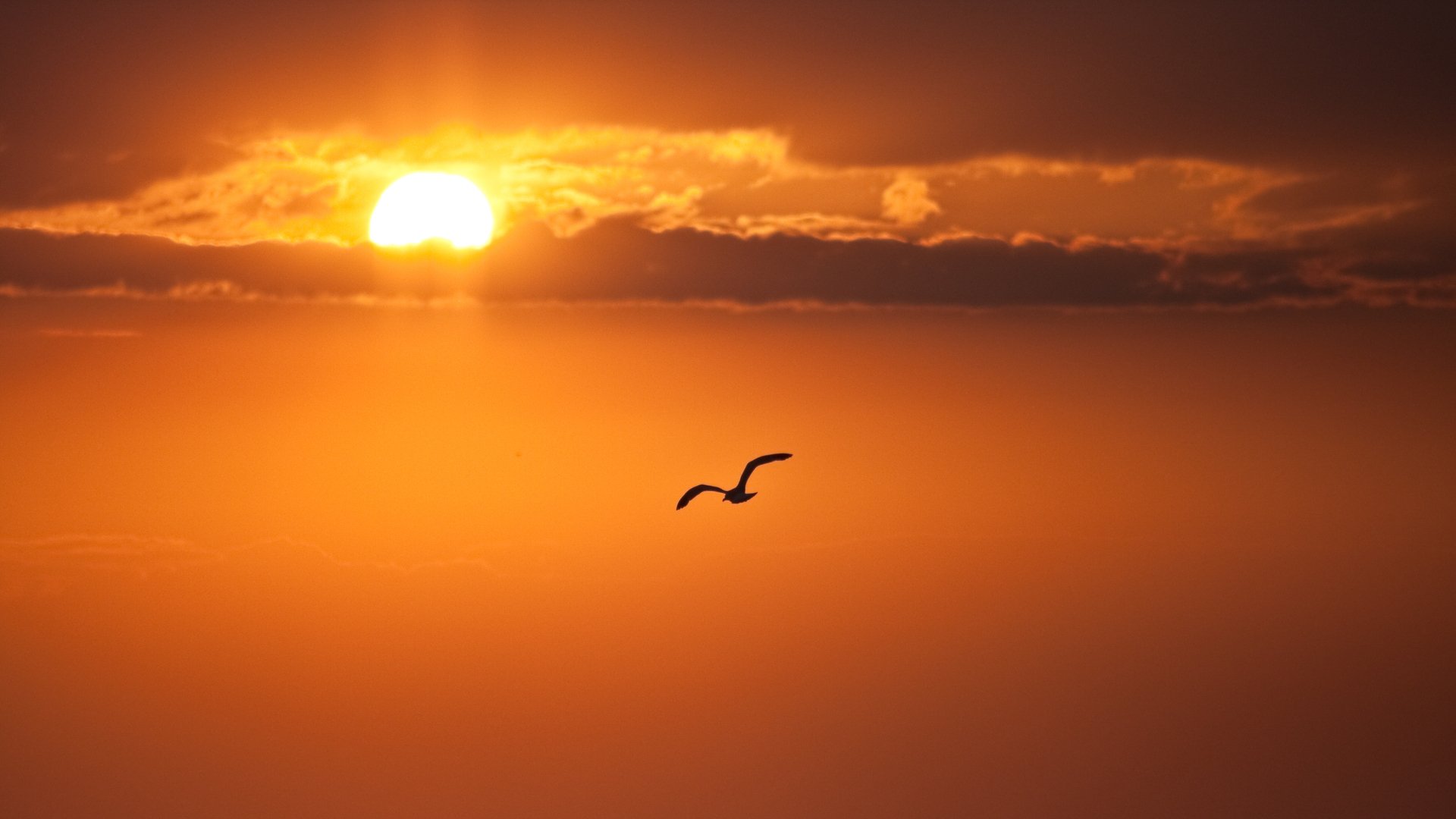 un sky clouds poultry flight