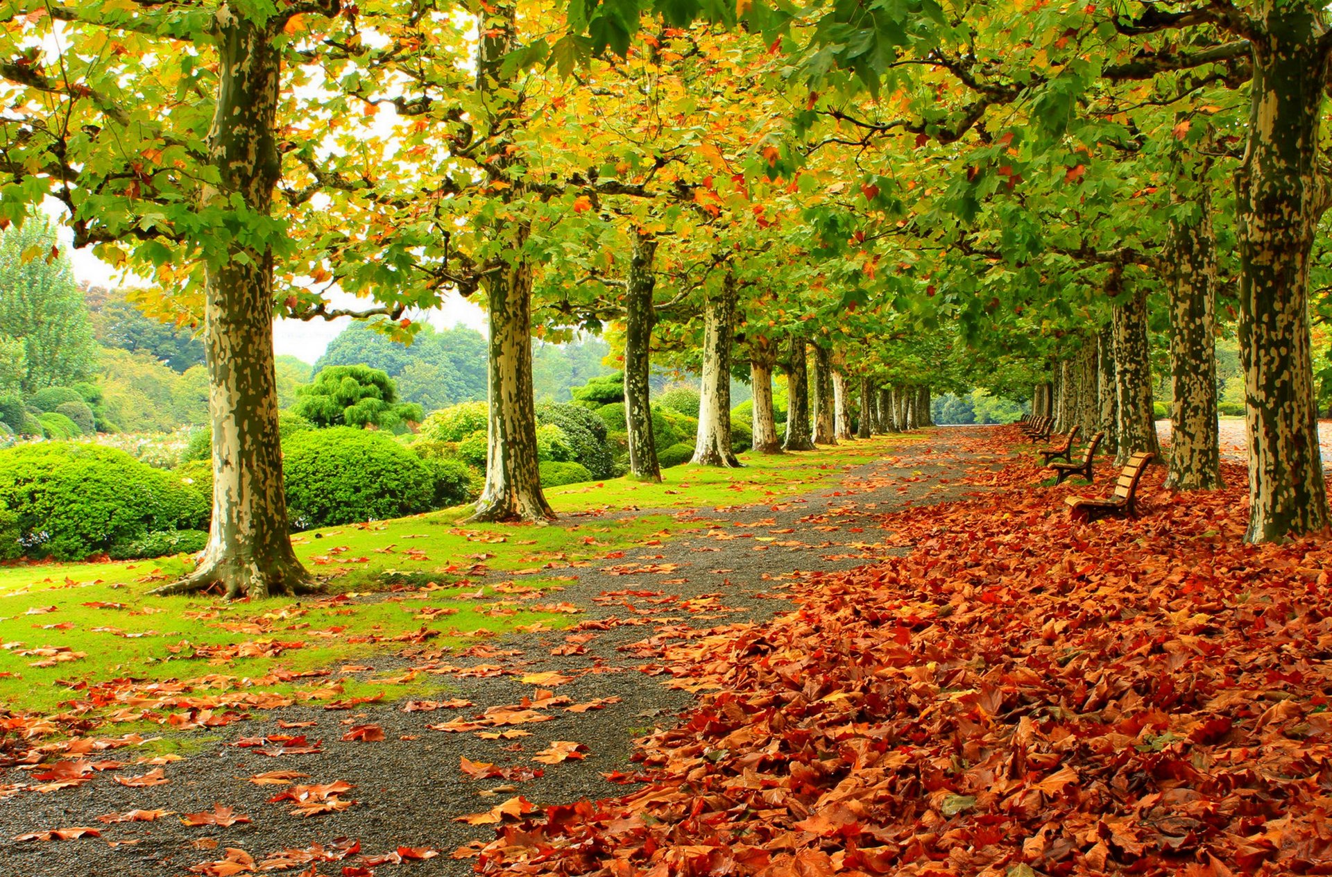 feuilles arbres parc herbe route couleurs automne marche hdr nature banc banc