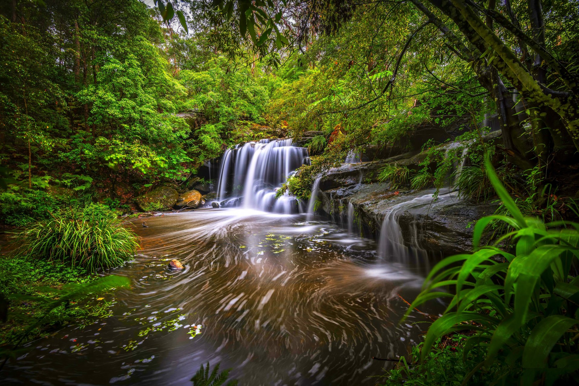 forest tree thickets river feed waterfall stone