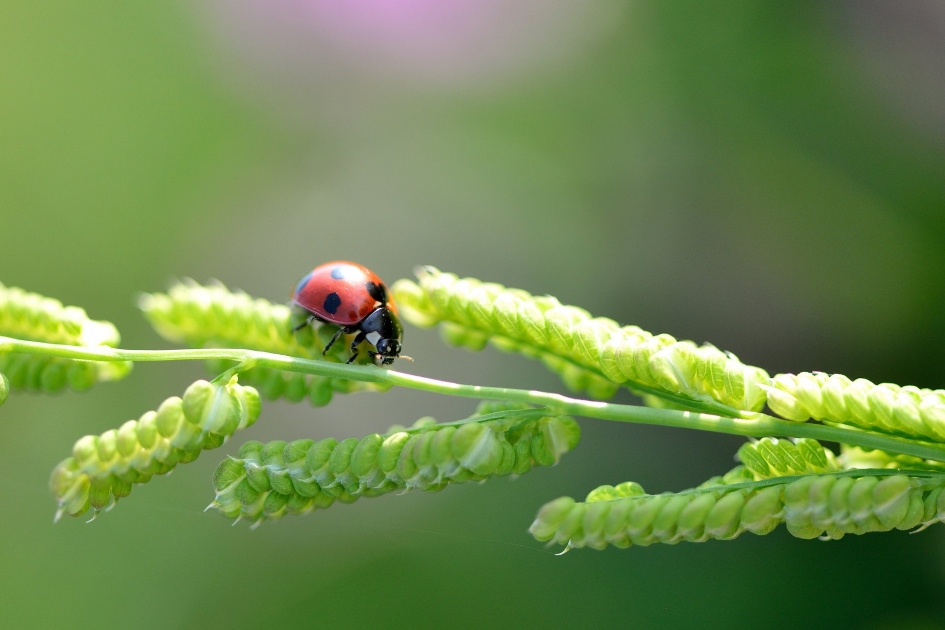 coccinella filo d erba macro