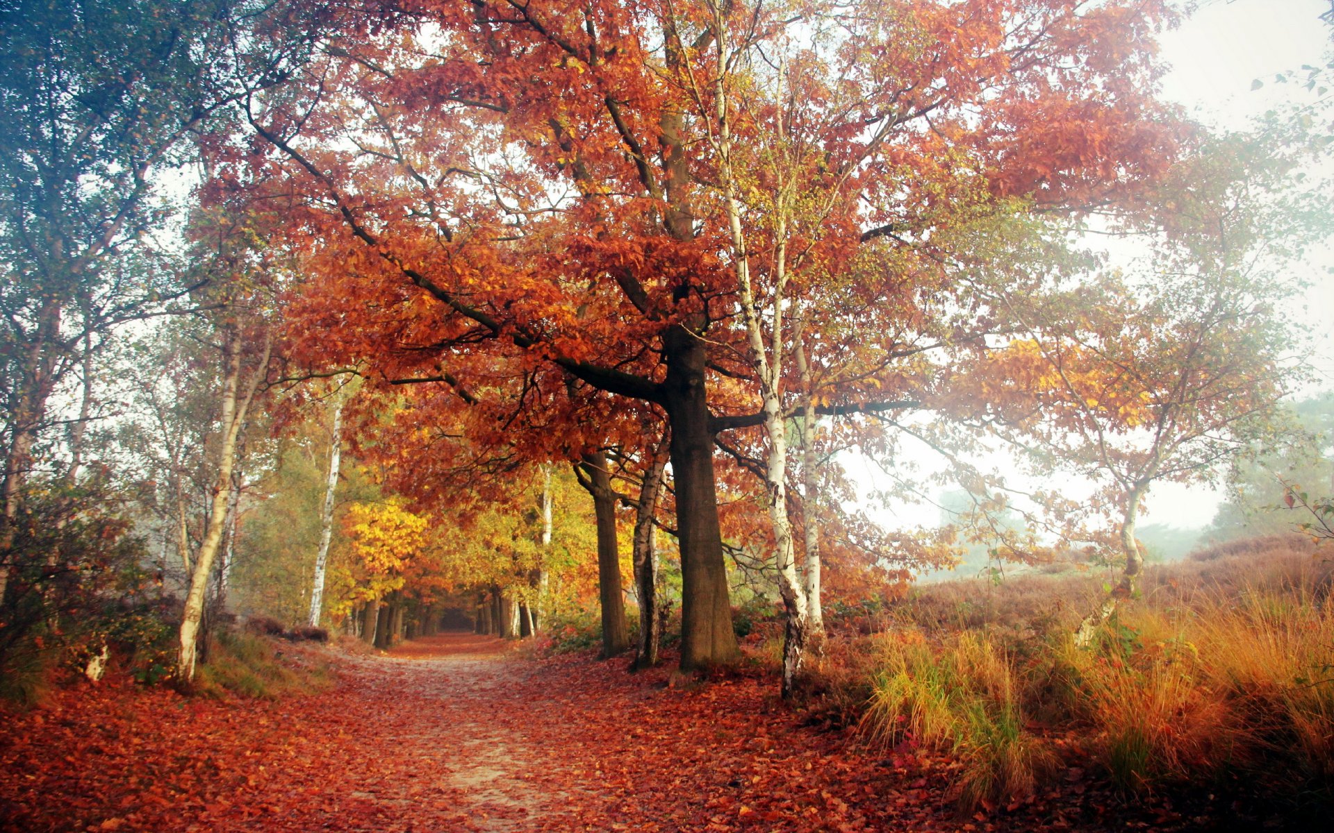 straße herbst natur