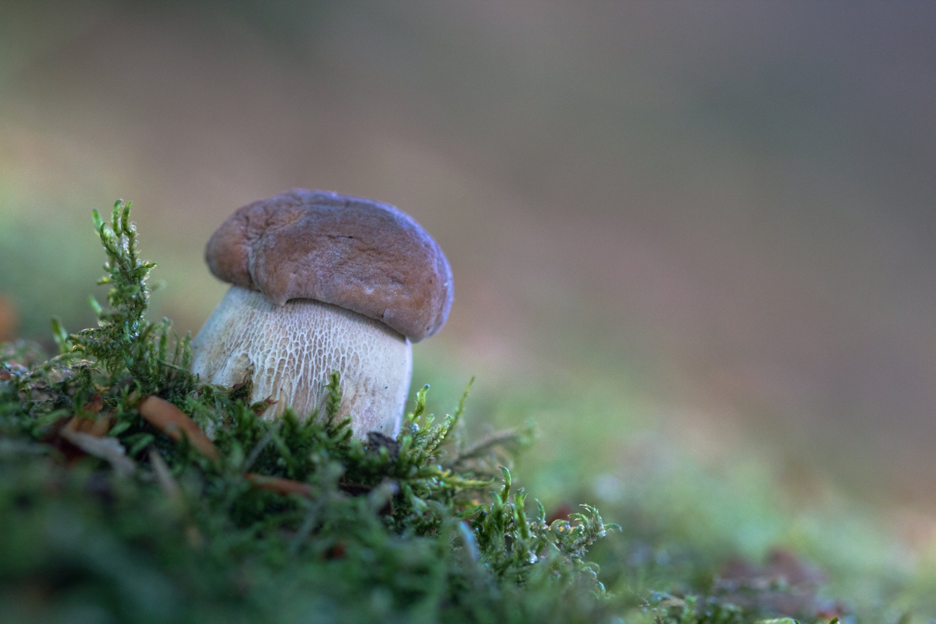 champignon blanc forêt mousse automne nature