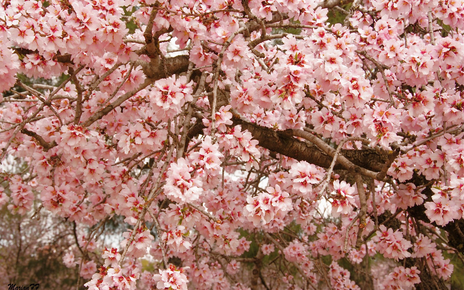 arbre floraison feuilles branches