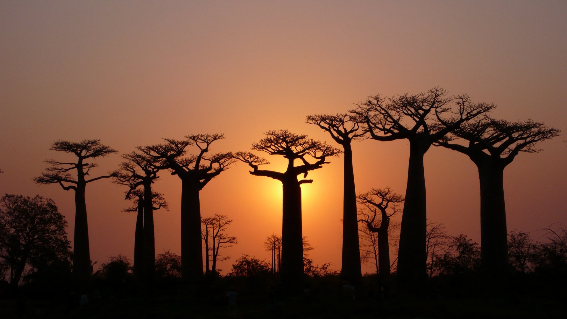 alberi baobab corone cielo luce