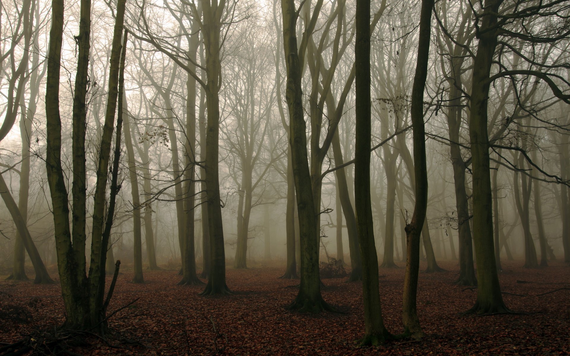 bosque niebla naturaleza