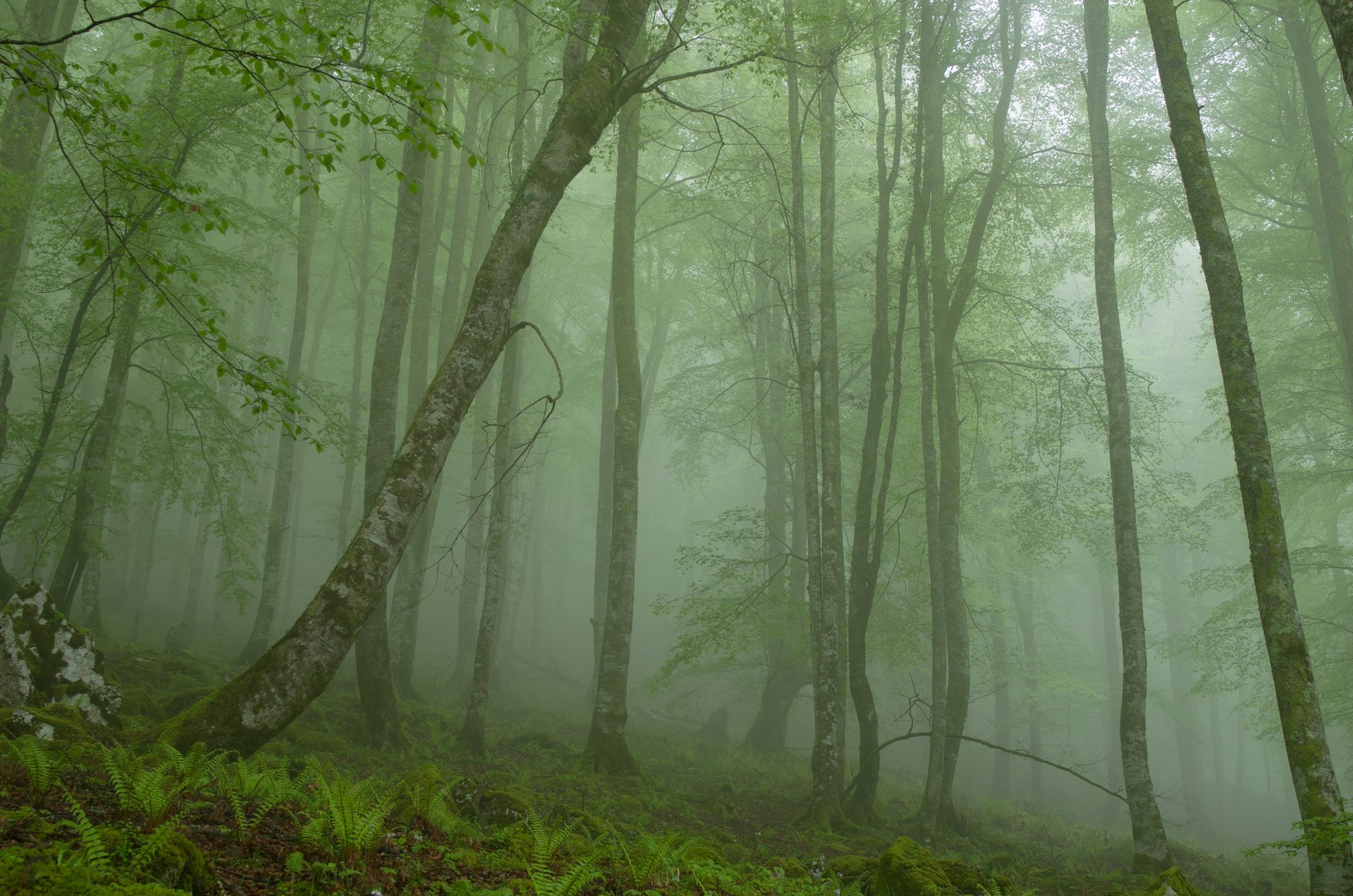 bosque árboles niebla piedra mañana