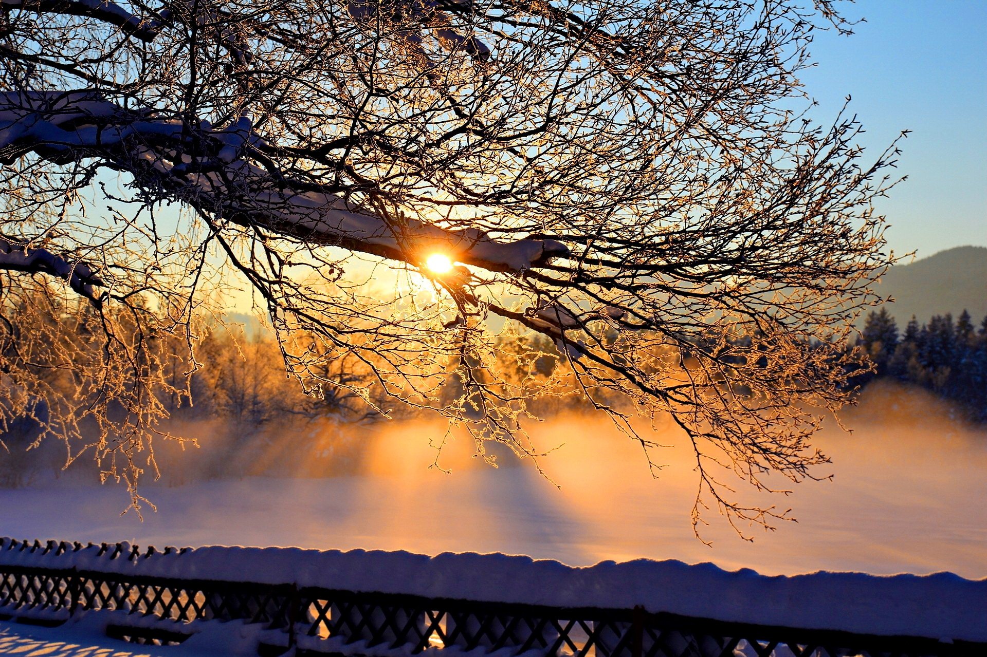 winter snow tree branches sun sky