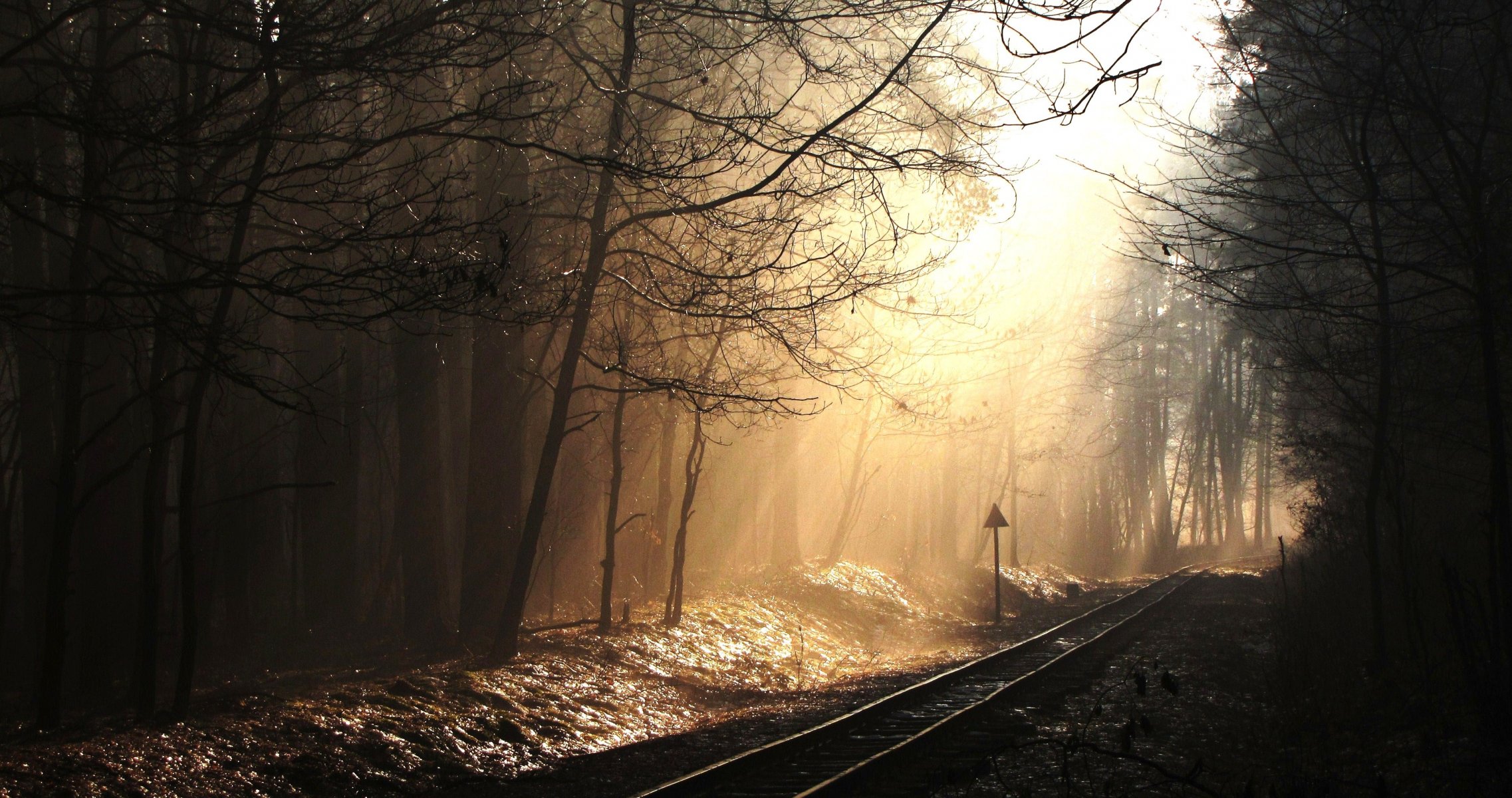 rails forêt poutres arbres signe