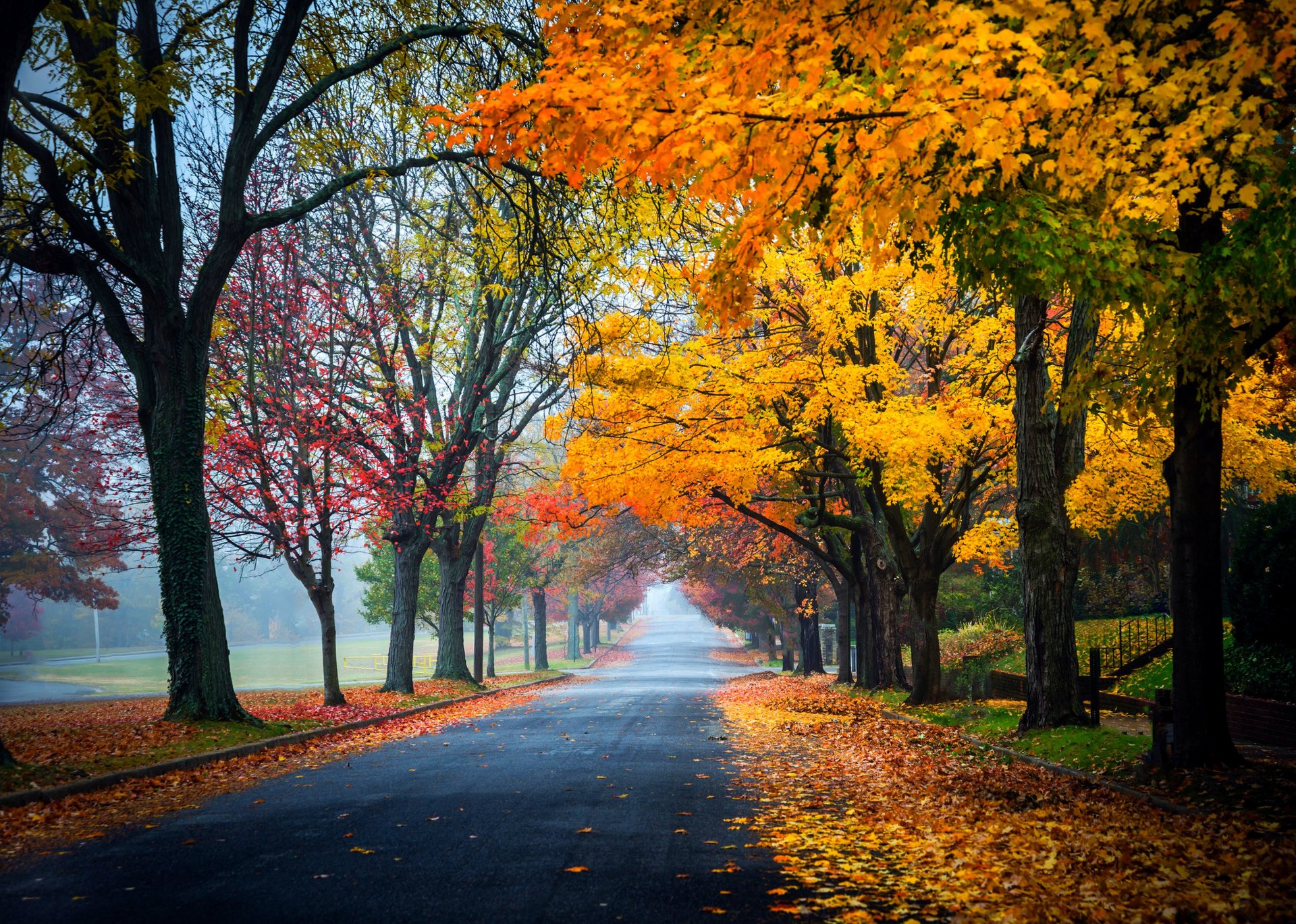 nature forest park trees leaves colorful road autumn fall colors walk