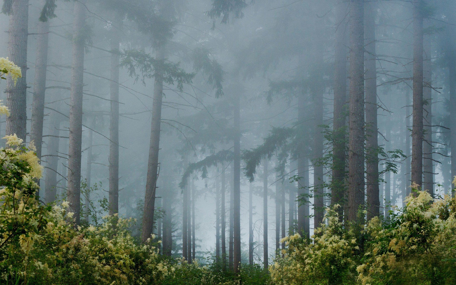 bosque árboles flores niebla