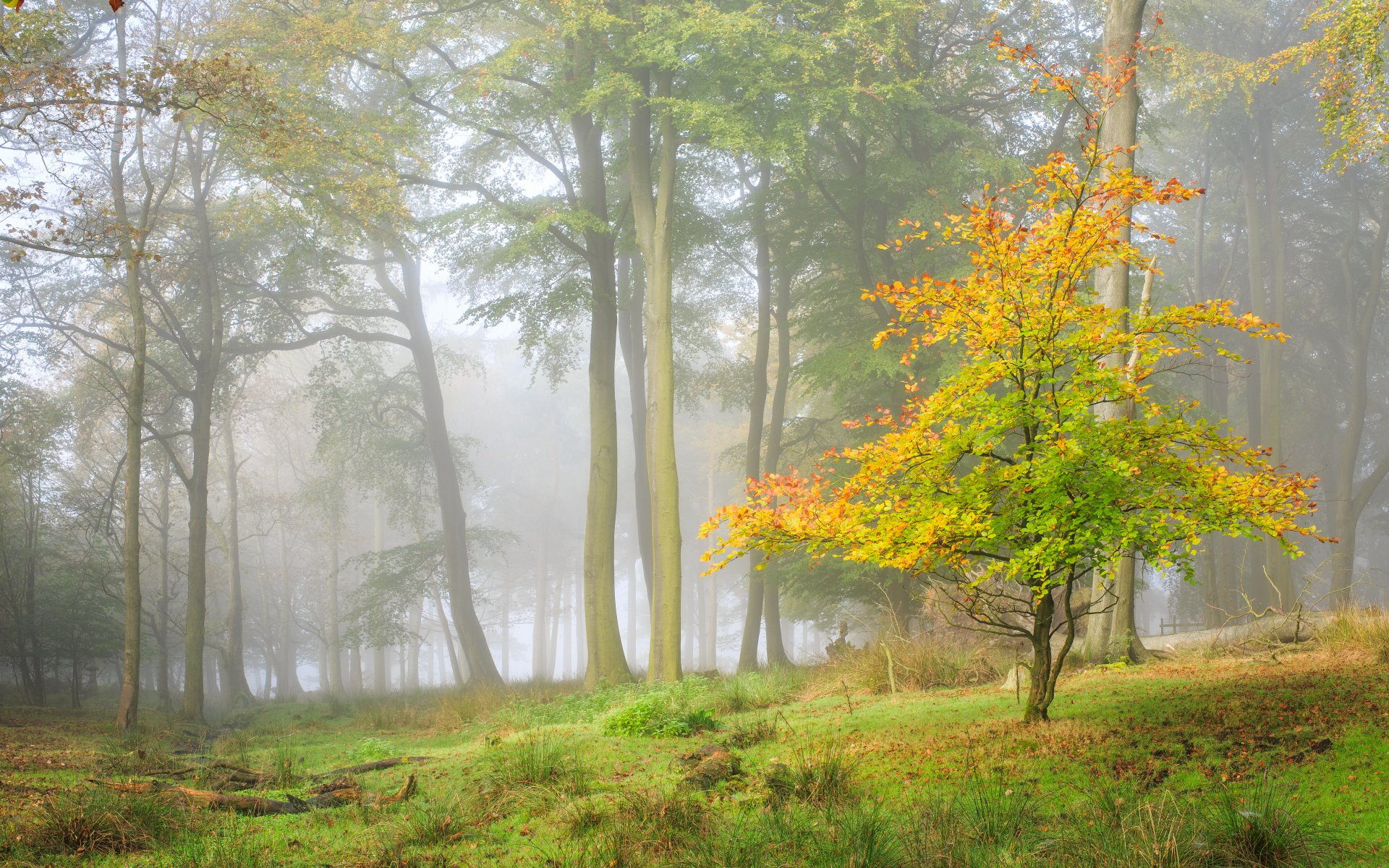 forest tree autumn