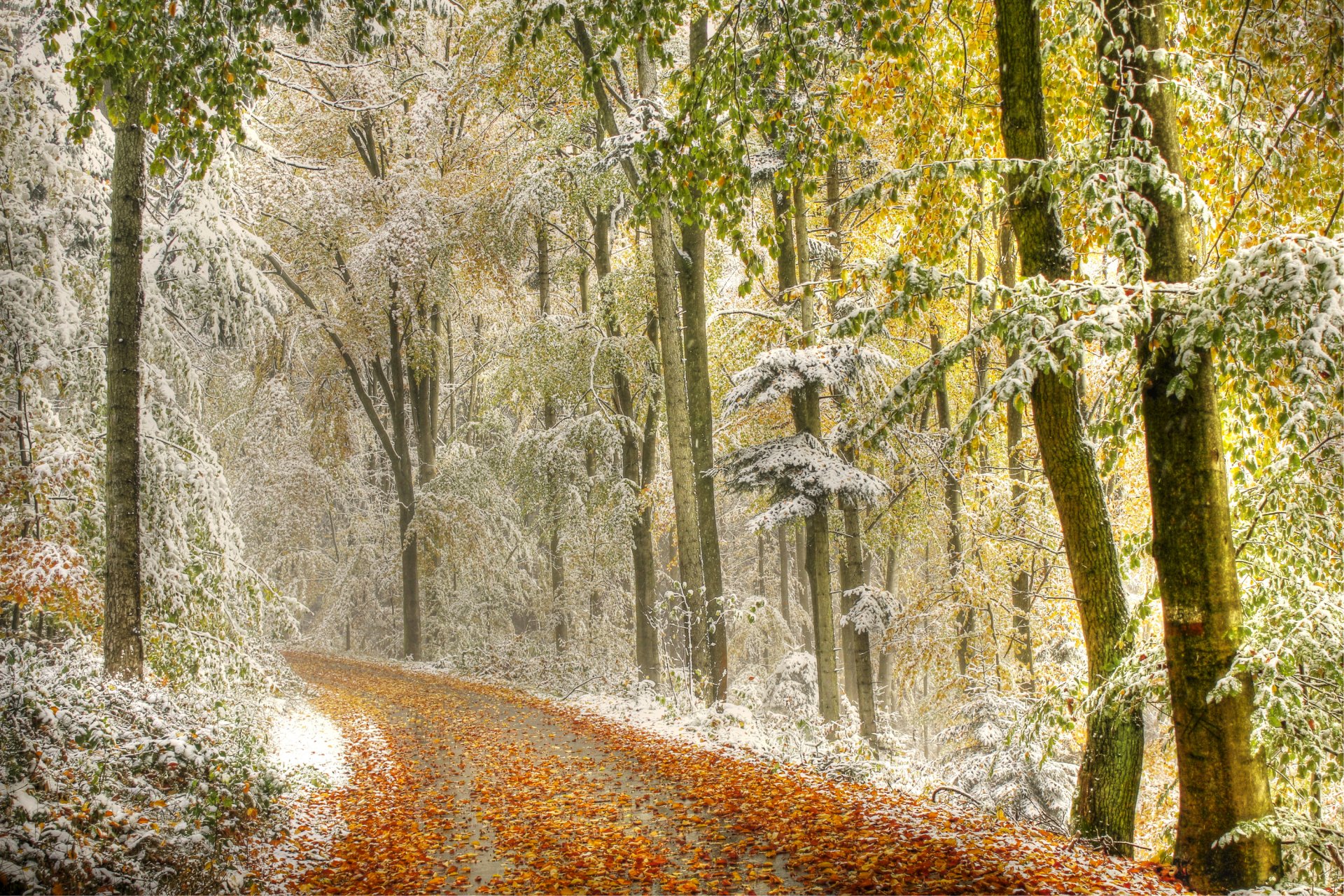 forêt route automne feuilles arbres neige brume