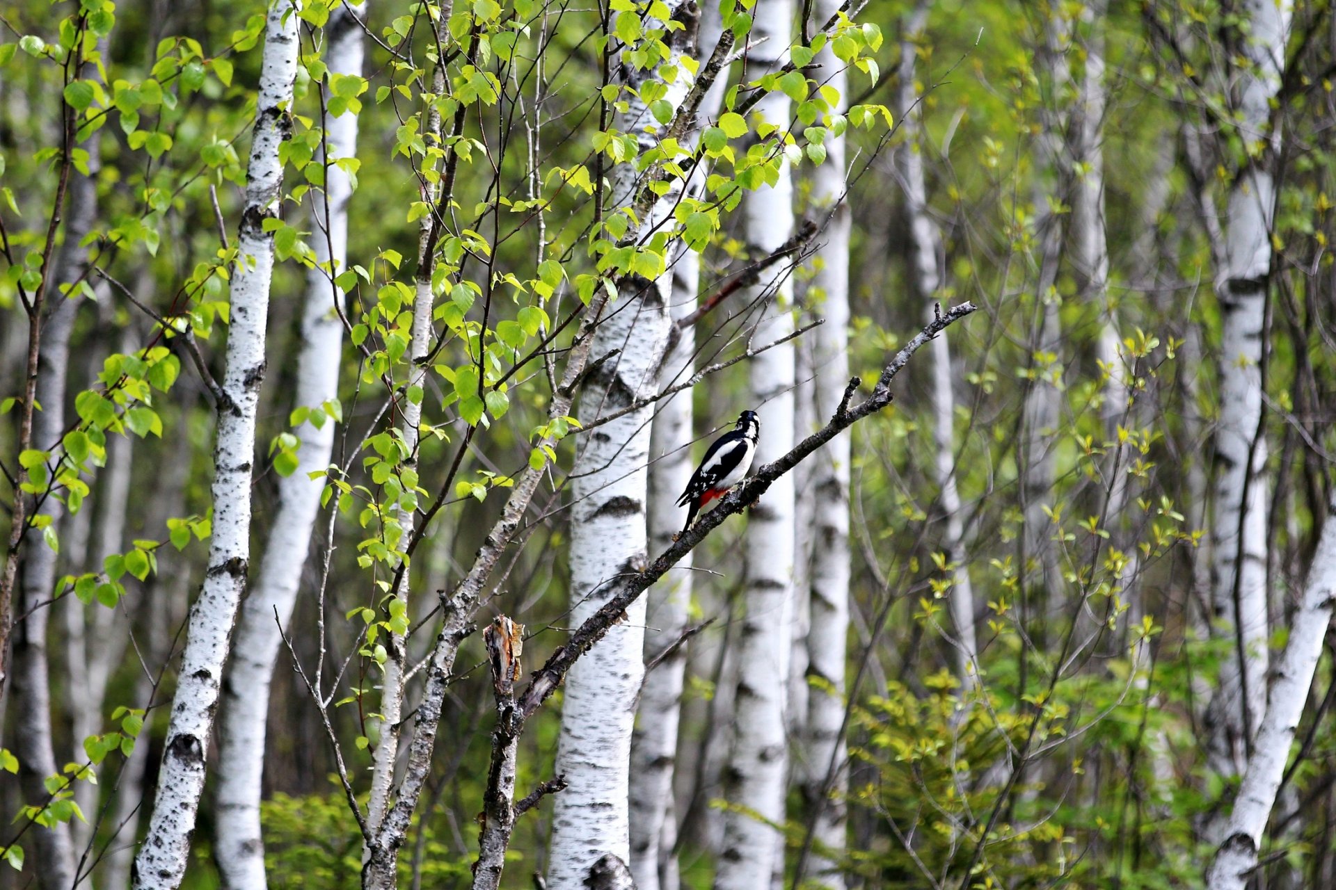 oiseau nature été