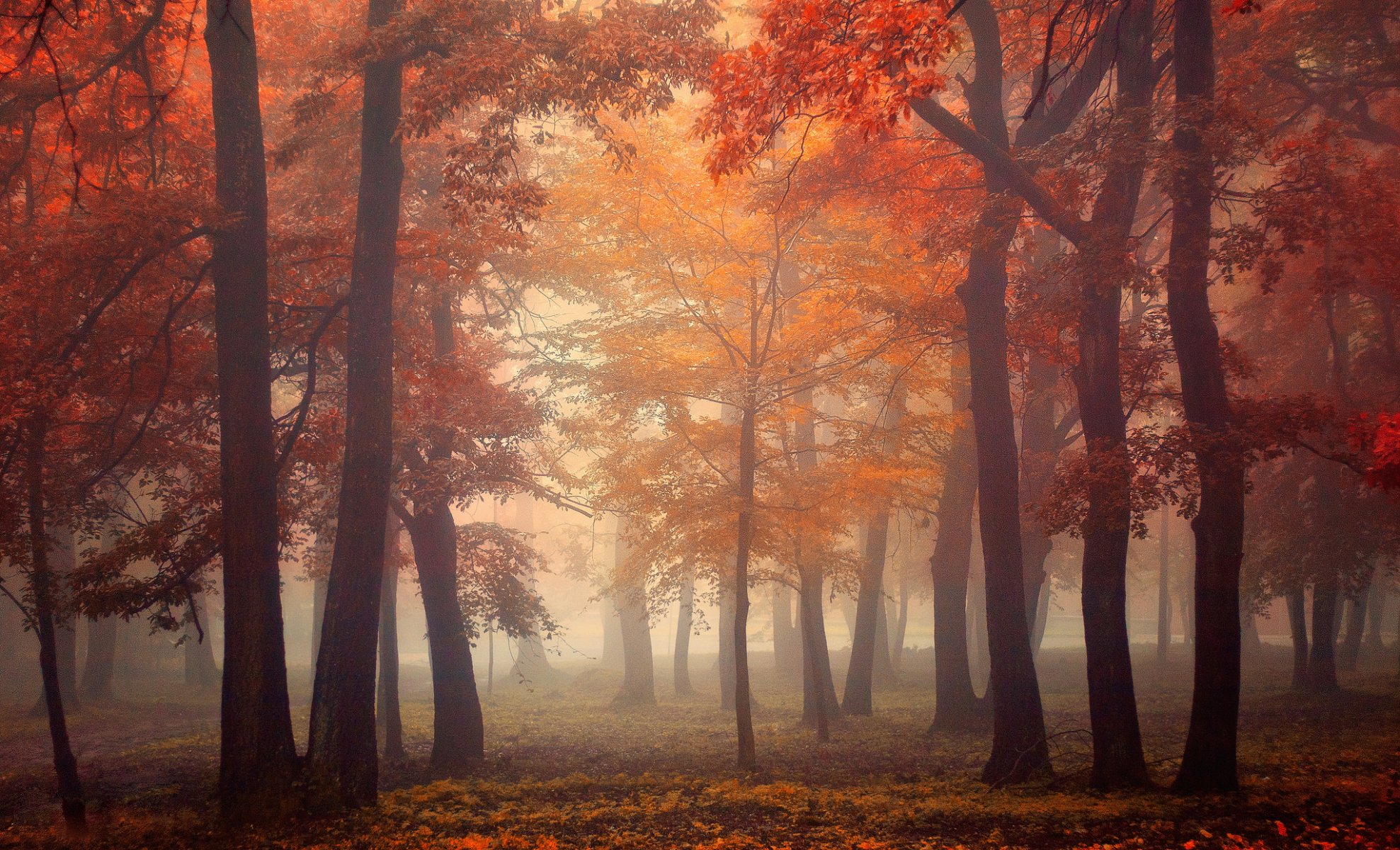 forest trees leaves light autumn fog