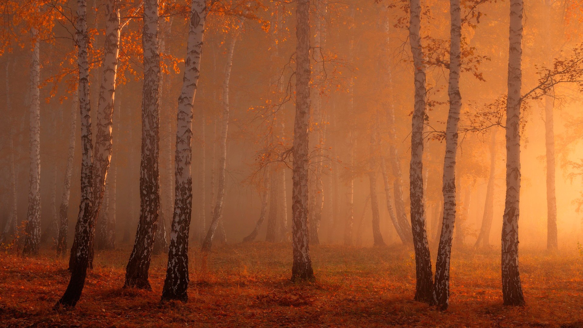 wald nebel