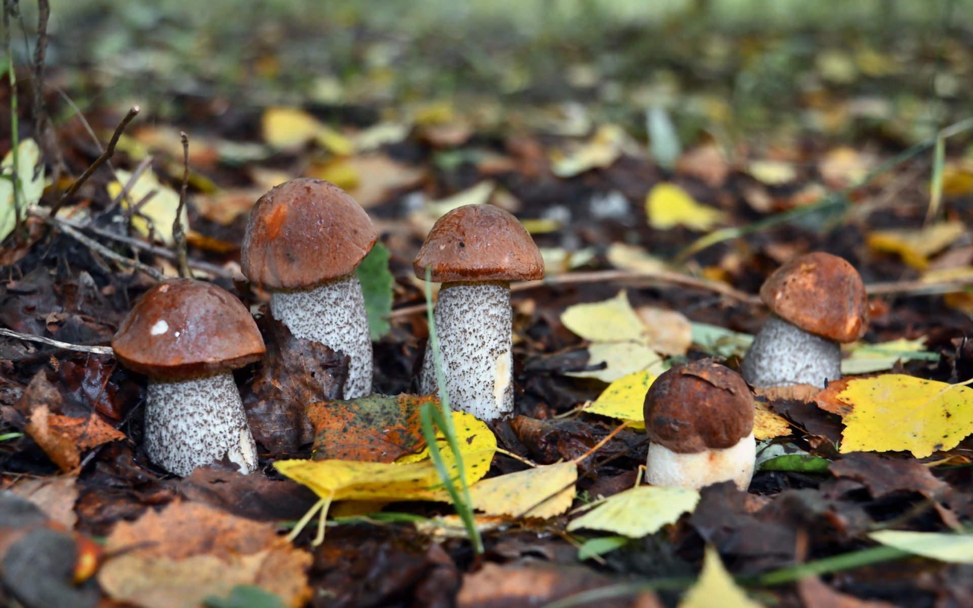 mushrooms autumn nature