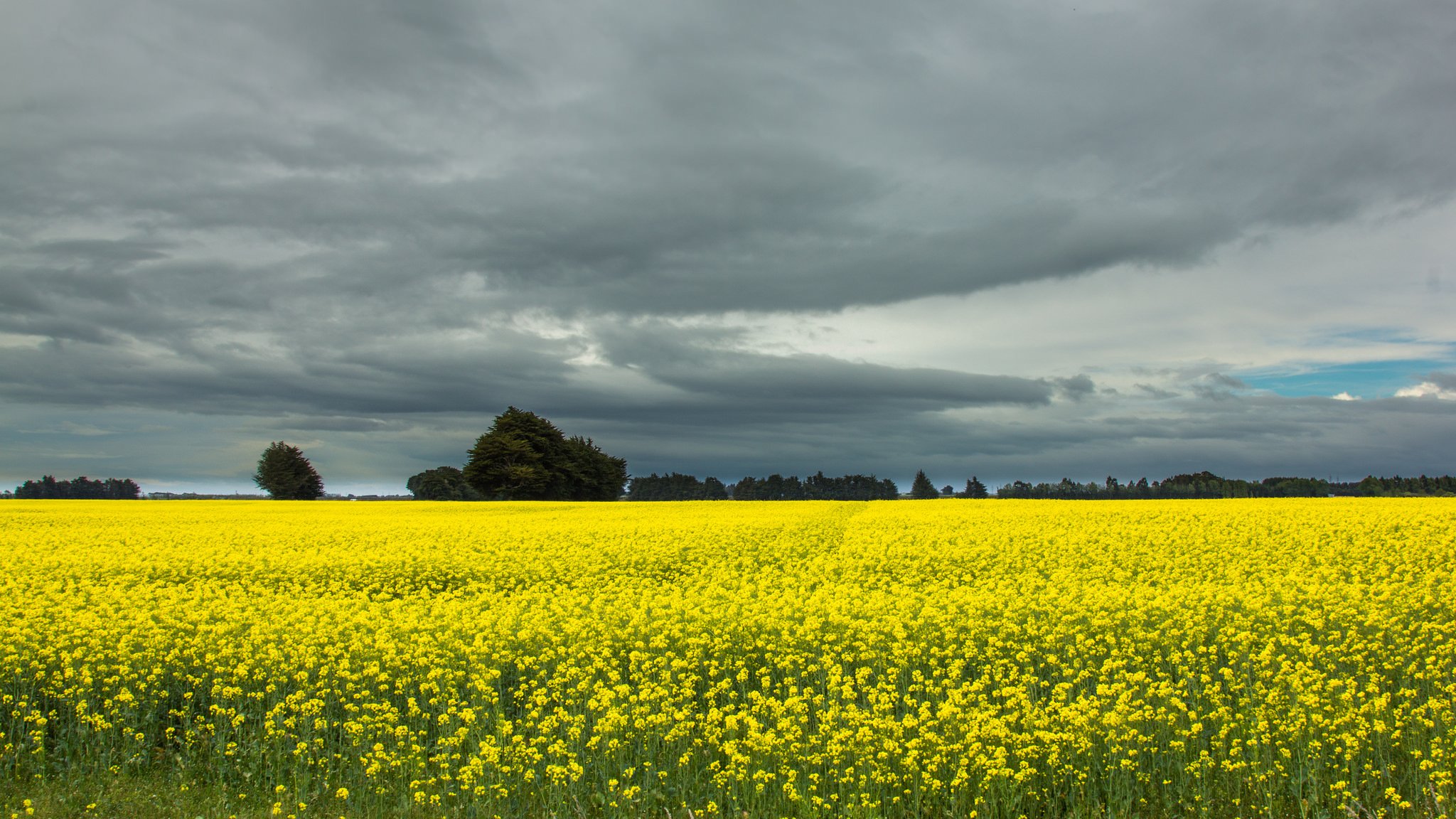 new zealand the field rapeseed tree grey sky cloud