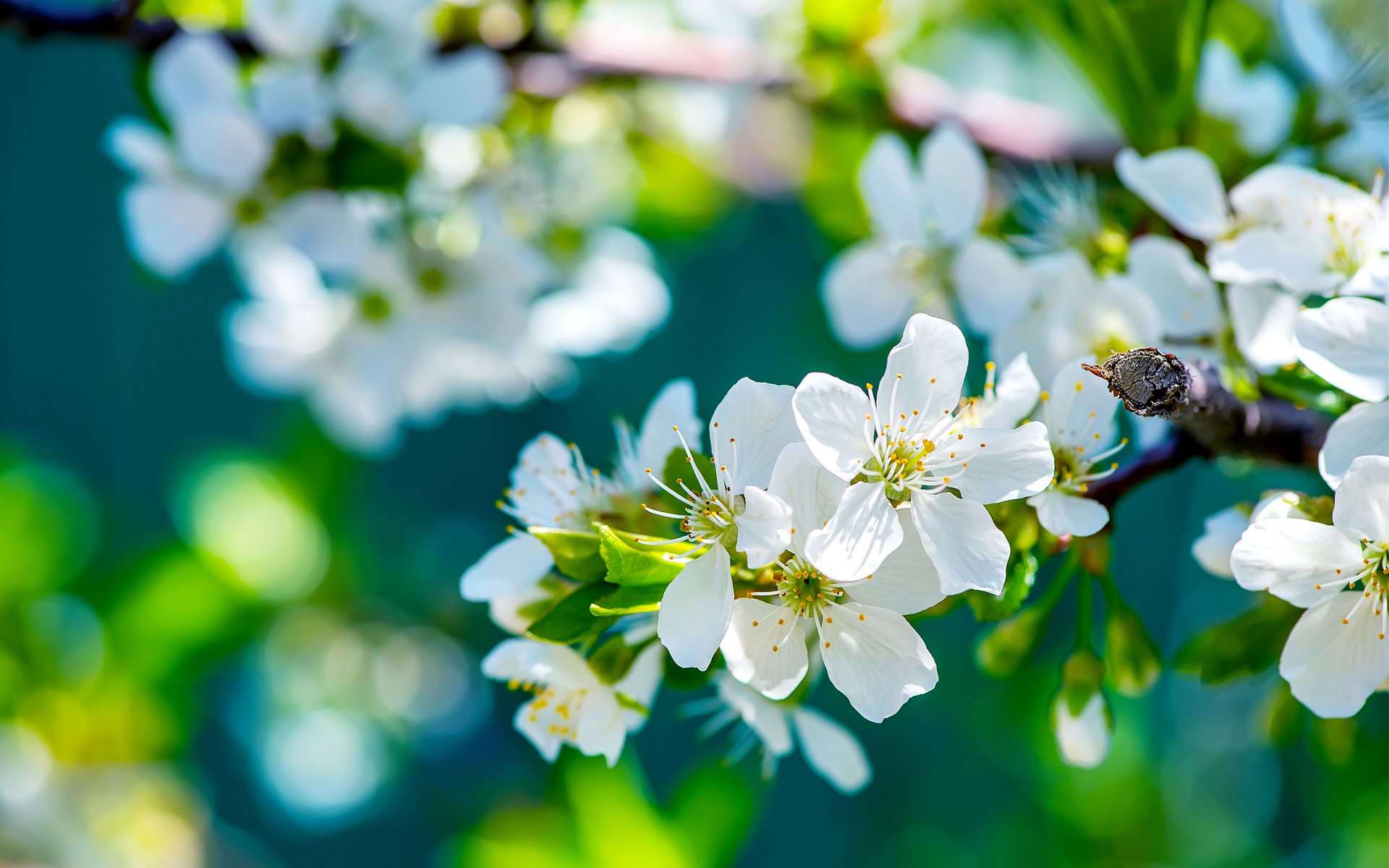 branch tree bloom flowers apple spring solar