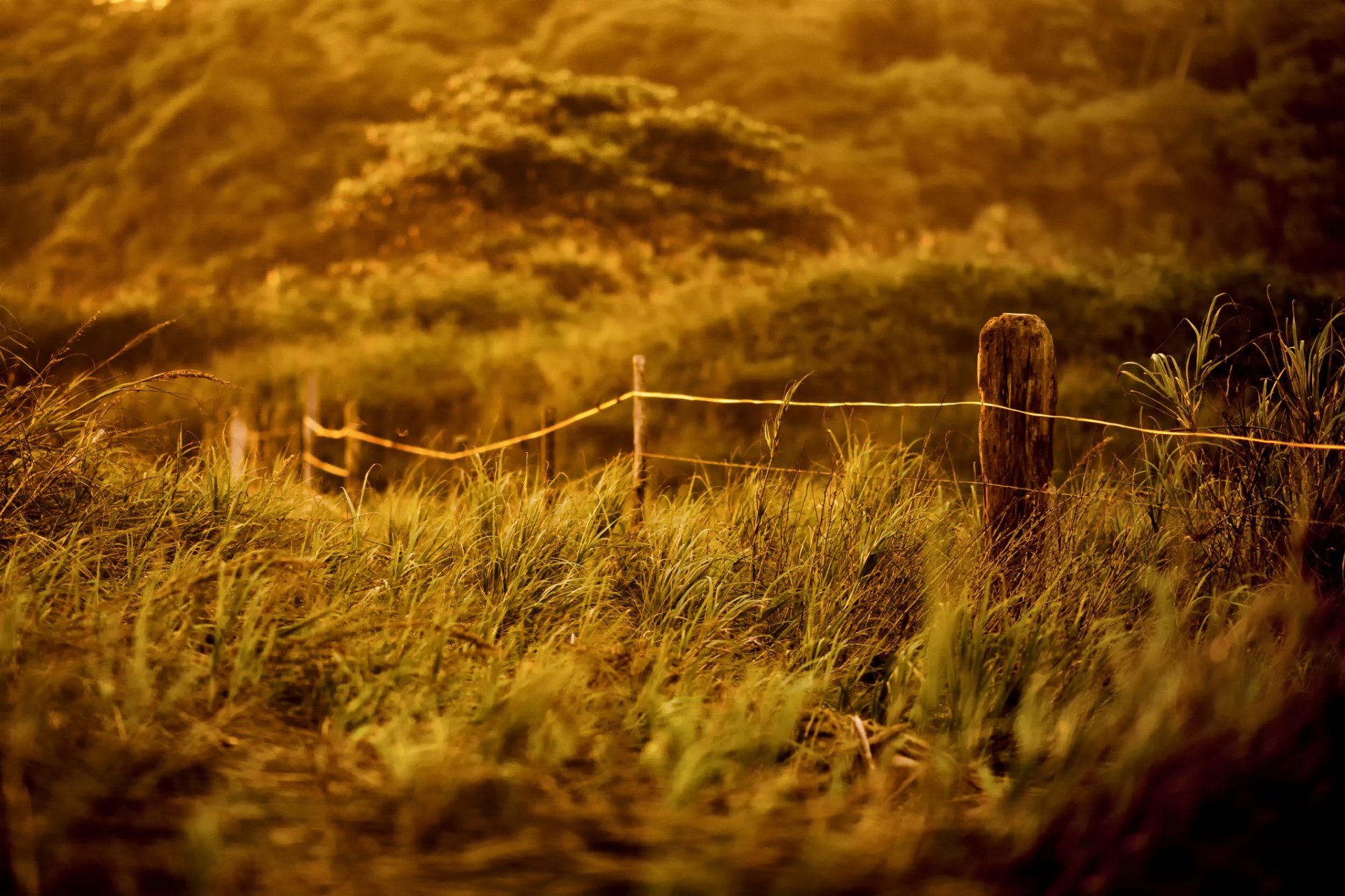 gras pfosten zaun