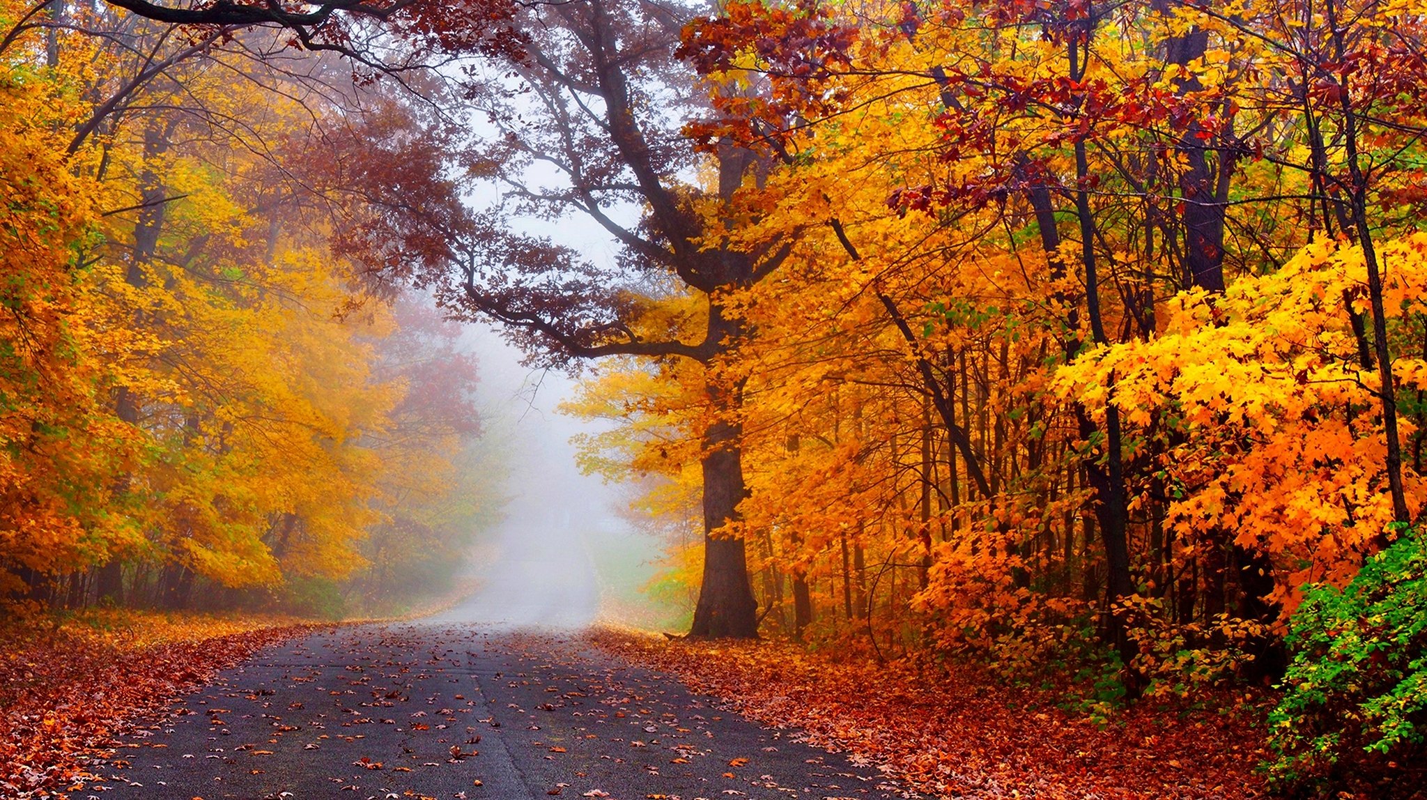 natura foresta parco alberi foglie colorato strada autunno caduta colori passeggiata