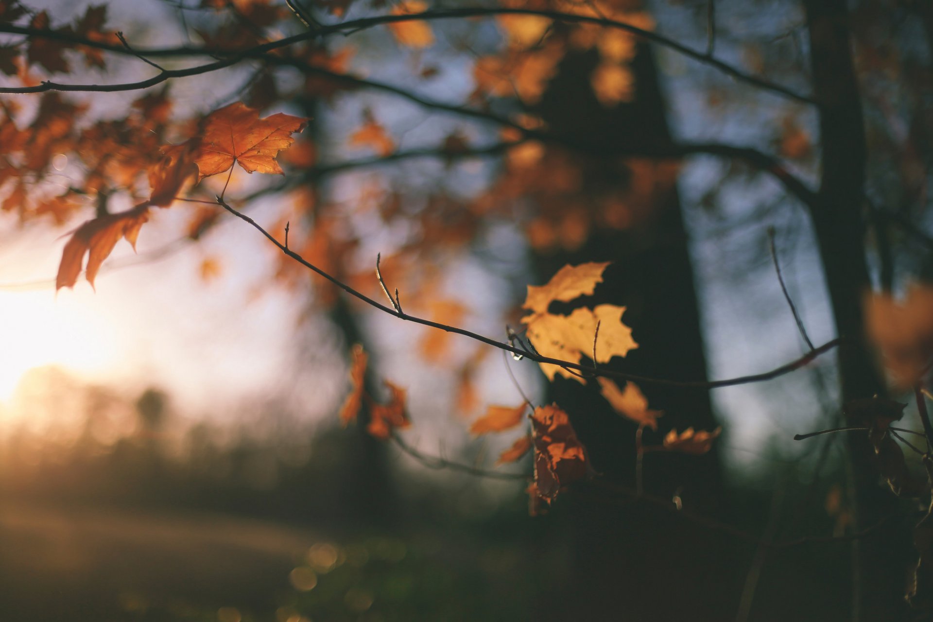 herbst blätter bokeh