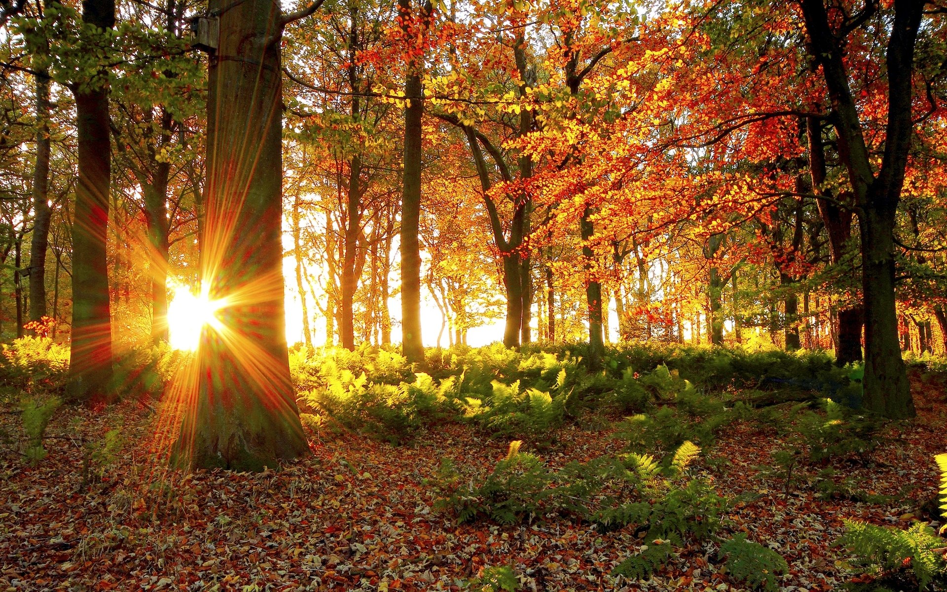 herbst wald bäume laub sonne licht