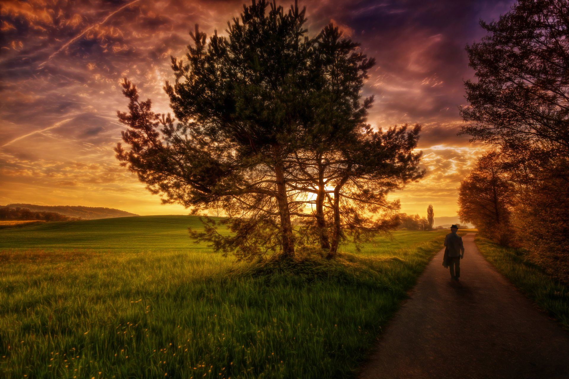 weg zur sonne straße kiefern feld himmel wolken verarbeitung