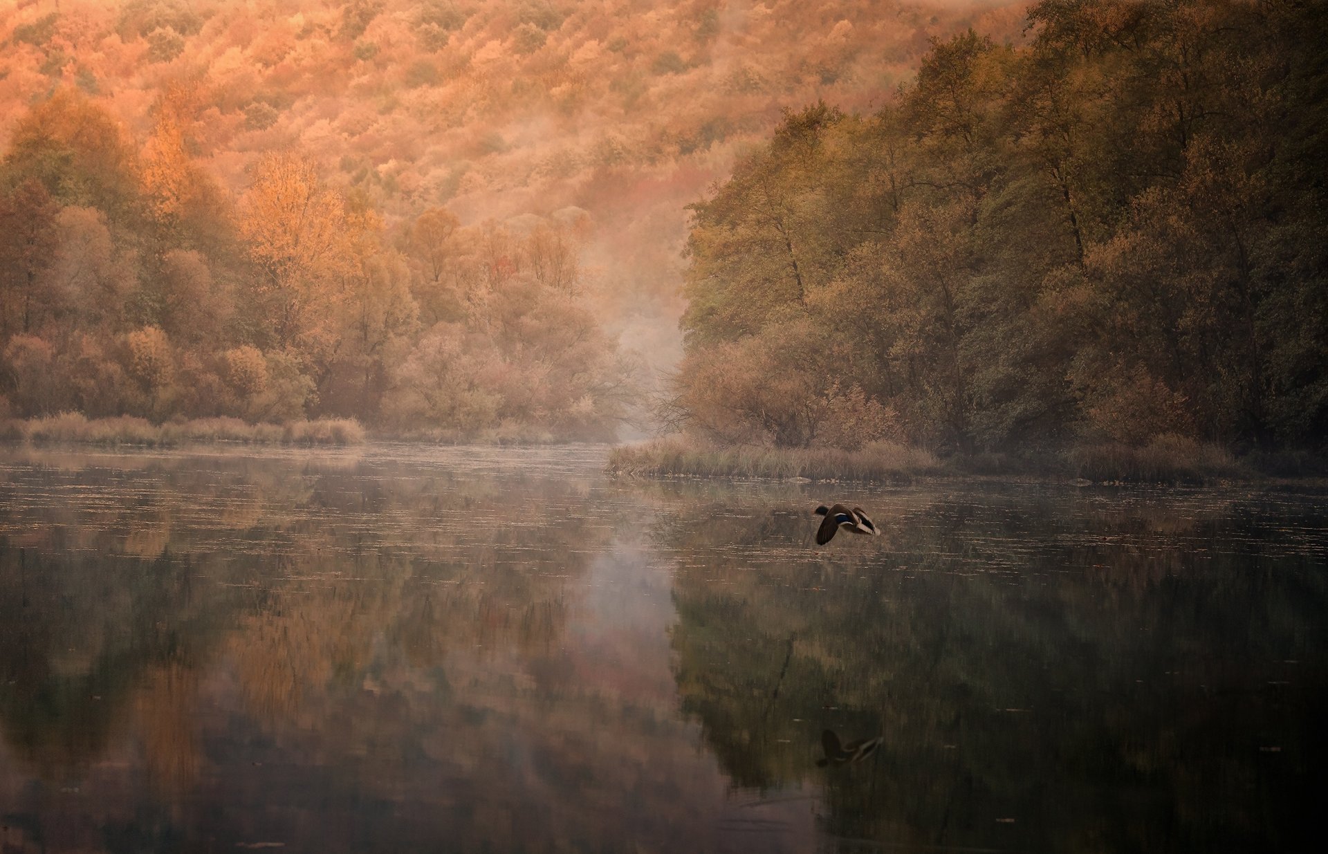 fluss ente reflexion