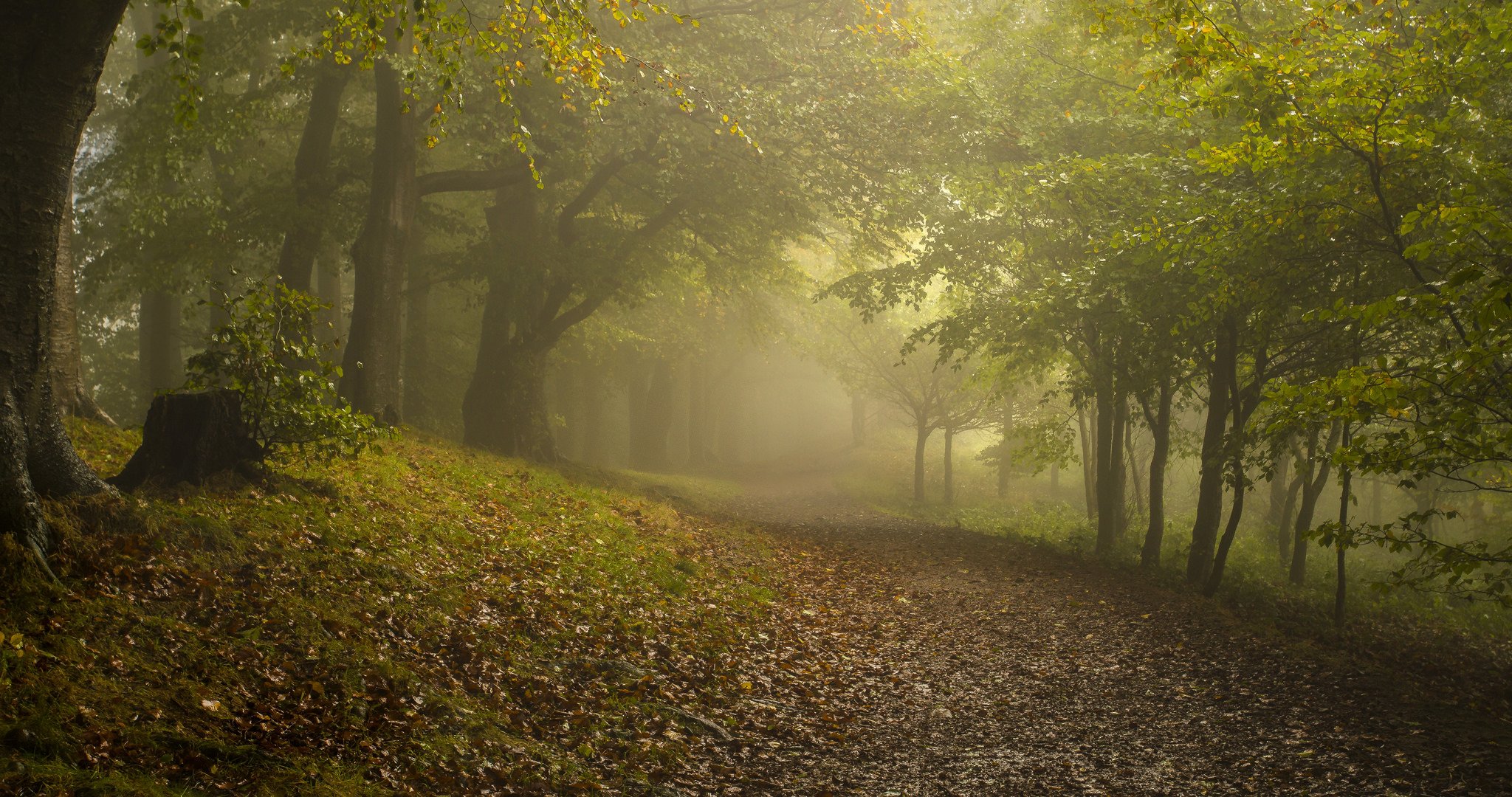 forêt brouillard automne